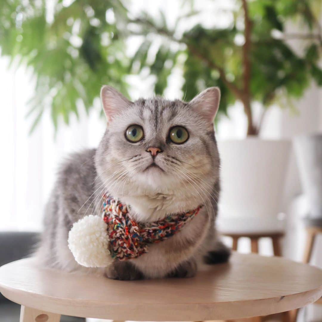 寅次郎（とらちゃん）さんのインスタグラム写真 - (寅次郎（とらちゃん）Instagram)「小梅はポンポンマフラーつけてみたにゃ🧣  #寅コレ  #手編みマフラー  #ミヌエット #猫との暮らし  #猫とインテリア  #グリーンのある暮らし」10月4日 20時12分 - torachanthecat