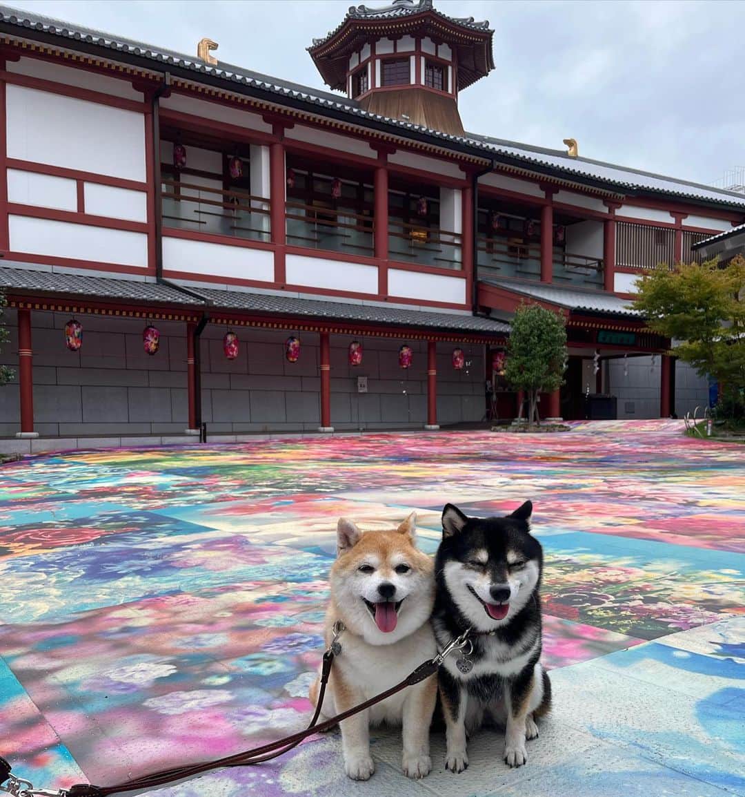豆柴なつ&ふゆのインスタグラム：「We go to Ehime♨️😆💕 道後温泉でお泊まり♨️😆💕  #四国旅行 #道後温泉 #愛媛#ehime #道後アート    #trip  #犬連れ旅行　#旅行 #ワンコと旅行  #shibaaddict #柴 #しばいぬ #シバフル #わんダフォ #shibamania  #柴犬ライフ #shiba_snap  #instashiba#cutedogs  #柴犬#shiba #shibainu #shibastagram #いぬすたぐらむ #pecoいぬ部 #shibainumag_feature #dogoftheday  #🐕📷 #theshibasociety  #proudshibas」