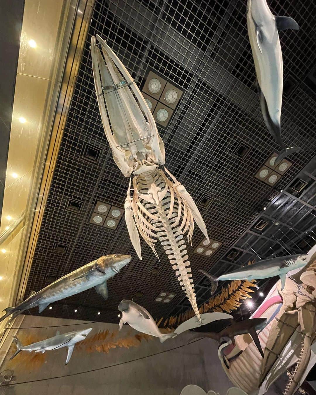 小西詠斗さんのインスタグラム写真 - (小西詠斗Instagram)「博物館！ 恐竜に興味津々。ほんとにいたのかな〜 凄いなぁ」10月4日 20時20分 - eito.konishi