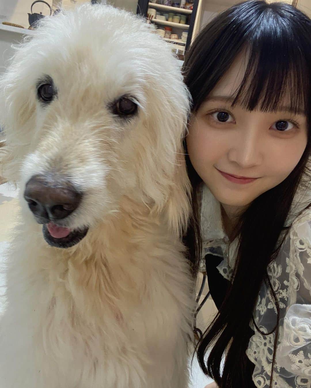 小杉怜子さんのインスタグラム写真 - (小杉怜子Instagram)「たこやき🐙いぬ🐩  犬って裏切らないですよね。素直で大好きです。  ちなみに私はティーカッププードルと暮らしていましたよ🏠 写真はともだちのわんちゃん。  .  .  .   #小杉怜子  #こすこ  #いぬすたぐらむ  #🐙」10月4日 20時36分 - rei_co_sugi