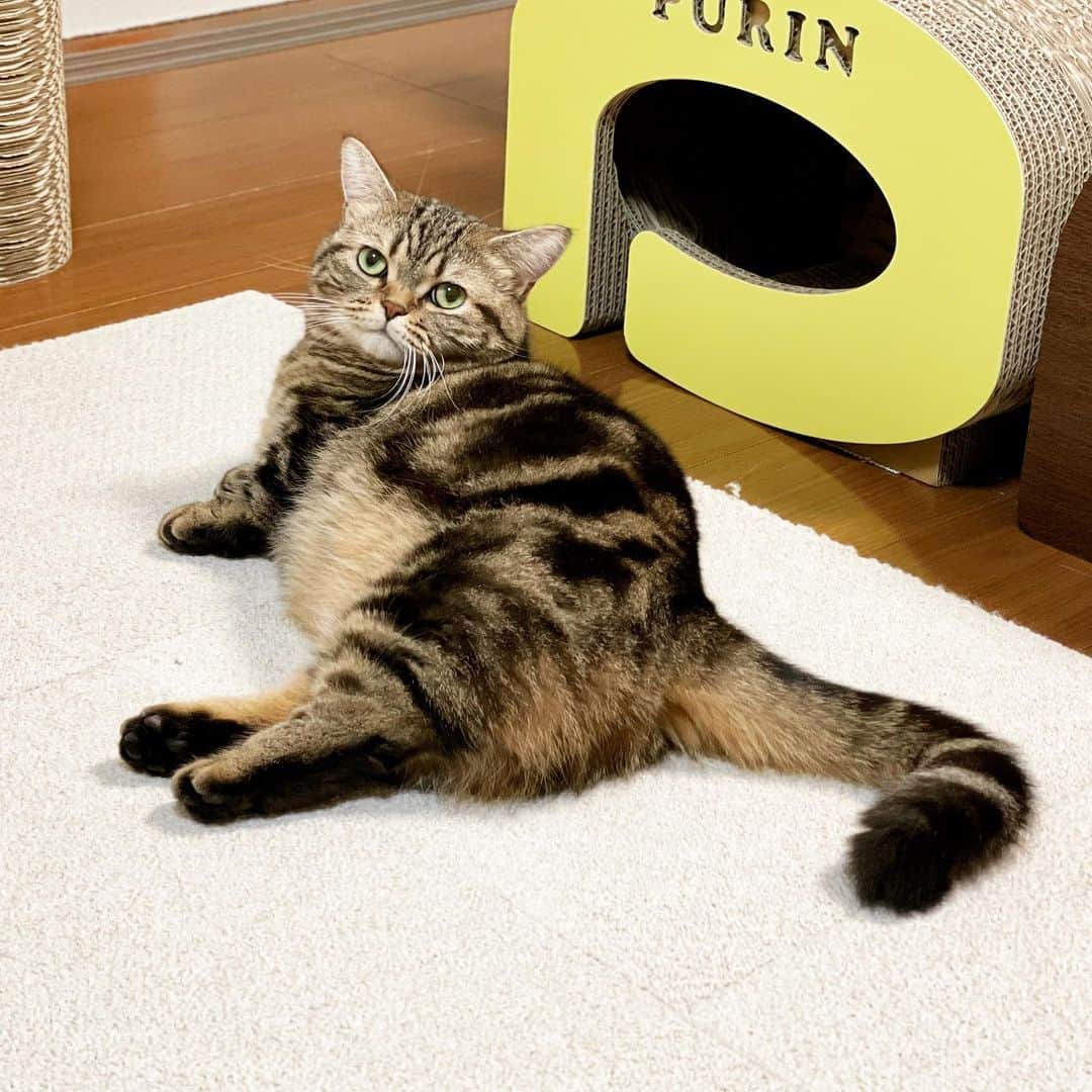 のインスタグラム：「メルのセクシーポーズ😳！？ …からのおおあくび〜！😽💤 どのメルがお好き？  #短足マンチカンのプリンとメル #マンチカン #茶トラ #キジトラ #短足 #短足マンチカン #子猫 #ねこ部 #cat #munchkincat #catstagram #ilovecat #ふわもこ部 #catloversclub #munchkinlovers #catsofinstagram #にゃんすたぐらむ #ねこのいる生活 #猫好きさんと繋がりたい」