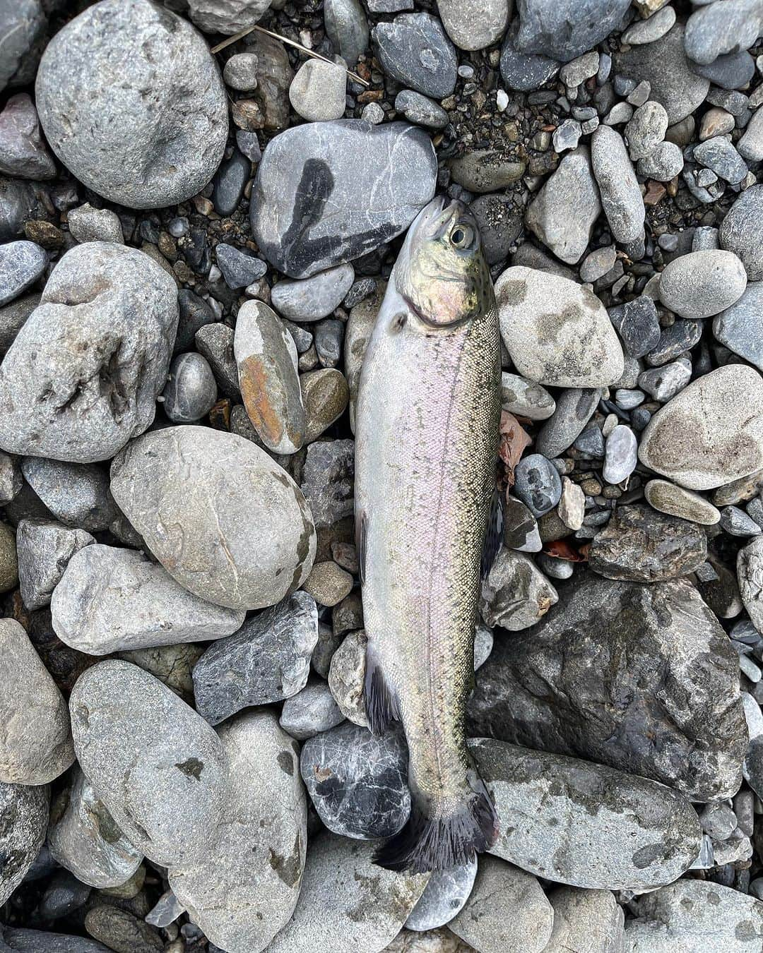 五箇公貴さんのインスタグラム写真 - (五箇公貴Instagram)「四時起きで久々の管釣り🎣。今シーズンは水温が高くて全然ダメということで放流後の子を釣りました。釣りは釣れる釣れないに関わらず心が 洗われます。」10月4日 21時09分 - kimitakagoka