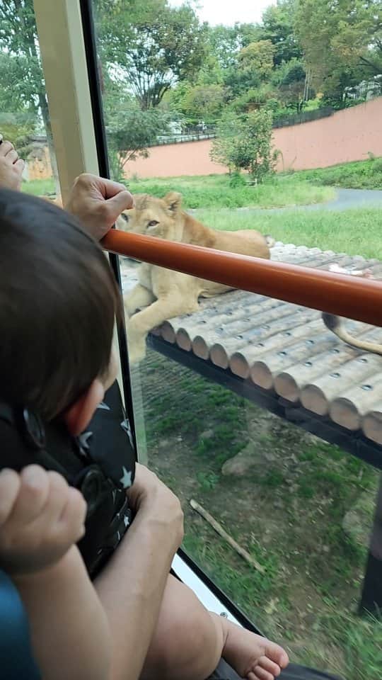 森真奈美のインスタグラム：「·⁡ ⁡目が合って襲われた!?⁡ ⁡と思うくらい近くでライオンを⁡ ⁡見られるライオンバス🦁⁡ ⁡こんな距離でみたのはじめて…♡⁡⁡ 家族みんなで初動物園🐯🐘🦒 ⁡·⁡ ⁡·⁡ ⁡ #ライオン  #ライオンバス  #家族でおでかけ ⁡ ⁡ #動物園  #多摩動物公園  #初体験」