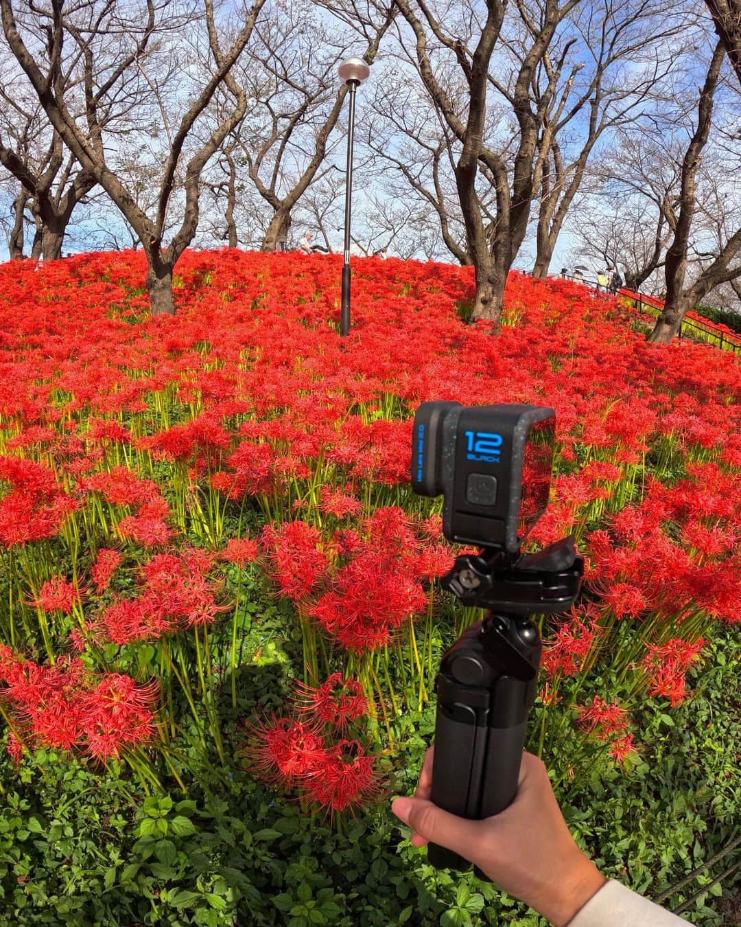 比嘉バービィさんのインスタグラム写真 - (比嘉バービィInstagram)「She understood the assignment.🦋  GoProに欠かせないPOV撮影を試みたらタイミングよく蝶々が飛んできた😳 動画では一瞬だけど、その瞬間が嬉しくて鼻歌うたってる自分が恥ずかしいw  2023.10.03  📹: #GoProHERO12  @gopro  @goprojp   #秋 ですね #ヒガンバナ #彼岸花 #曼殊沙華 #autumn  #flower #RedSpiderLily  #gopro #goprojp #GoProFamily #H122023 #goprogirl #GoProBarby」10月4日 21時18分 - barby724