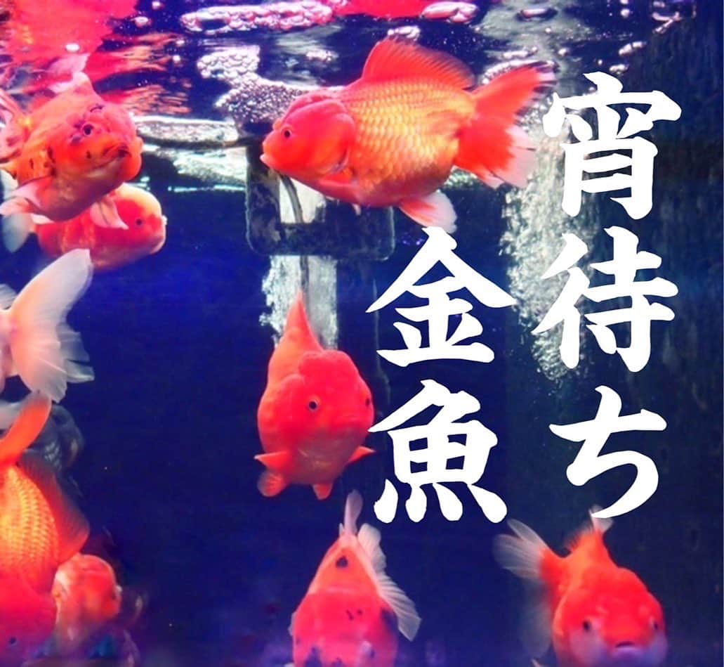 五十鈴ココのインスタグラム：「10/18のワンマンCoCoの中で上演する 一人芝居【戯曲ライブ】のタイトルと詳細のお知らせです！  🏮宵待ち金魚🏮　 　 鉢に閉じ込められて 永遠に出ることはできない金魚。  客から客へ夜通し座敷を華麗に 渡り歩く蔭間たちはまるで金魚のよう。  主人公は己の蔭間道に誇りを持ち、 これっぽっちも嘆かわしく思っちゃいない天性の好色、若衆歌舞伎役者。  彼は夜になると陰間茶屋の人気男娼。 金の為ならなんでもござれ 坊主も後家も誰とでも 喜んで抱きます抱かれます。 身体が幾つあっても足りません。  そんな彼が初めて恋をしたのは 故郷に女の思い人を残して身売りに出された少年。  胸が苦しい。この感覚はなんだろう？ 2人は出会い、友情から…  ※蔭間とは、簡単に説明させて頂きますと男性版の吉原です。  陰間茶屋（かげまちゃや）とは江戸時代中期、元禄（1688-1704）年間ごろに成立した陰間が売春をする居酒屋・料理屋・傾城屋の類。京阪など上方では専ら「若衆茶屋」、「若衆宿」と称した。　　  お楽しみに🏮🌕」
