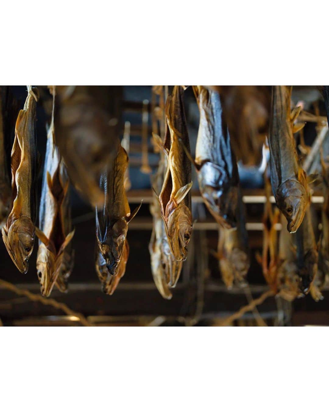 Koichiさんのインスタグラム写真 - (KoichiInstagram)「. . 夏の終わり　新潟 村上の旅  ［4］鮭のまち村上----------------------  一度撮ってみたかったここ、千年鮭きっかわさん。 村上の伝統的な鮭の製法で作られる塩引き鮭が約千匹、歴史ある町屋に吊るされる光景は圧巻。  村上は鮭が遡上する三面川があることから、千年も前から続く鮭の食文化があるそう。 塩引き鮭は、自然からの恵みだけで、長い時間と手間暇を掛けて作られています。 一年掛けて熟成した塩引き鮭を、薄切りにして日本酒に浸した「鮭の酒びたし」が、 村上の地酒の肴にぴったりで、とても美味かったです。  📍千年鮭きっかわ 村上の町屋通りのアイコン的存在。 築130年の町屋でこだわりの塩引き鮭が製造されています。  #murakami_trip #pr  .」10月4日 21時28分 - koichi1717