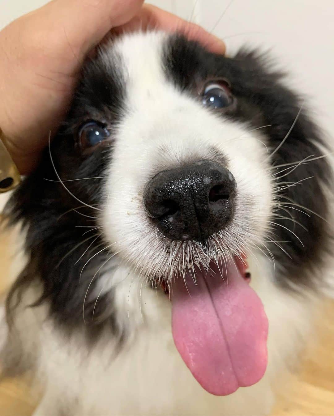 犬バカ部宣伝部長のインスタグラム：「😍あーんどのそらちゃんも可愛い😍❤️ 撫で撫で攻撃しまくりました🖐️🤣 ⁡ #犬バカ部 #bordercollie #ボーダーコリー #dog #犬 #白黒 #そら #ふにゃボダ部 #ボダ娘」