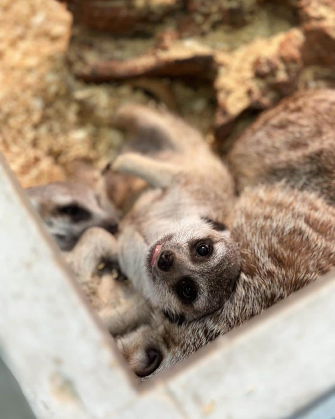のインスタグラム：「かわゆすぎんカッ。」