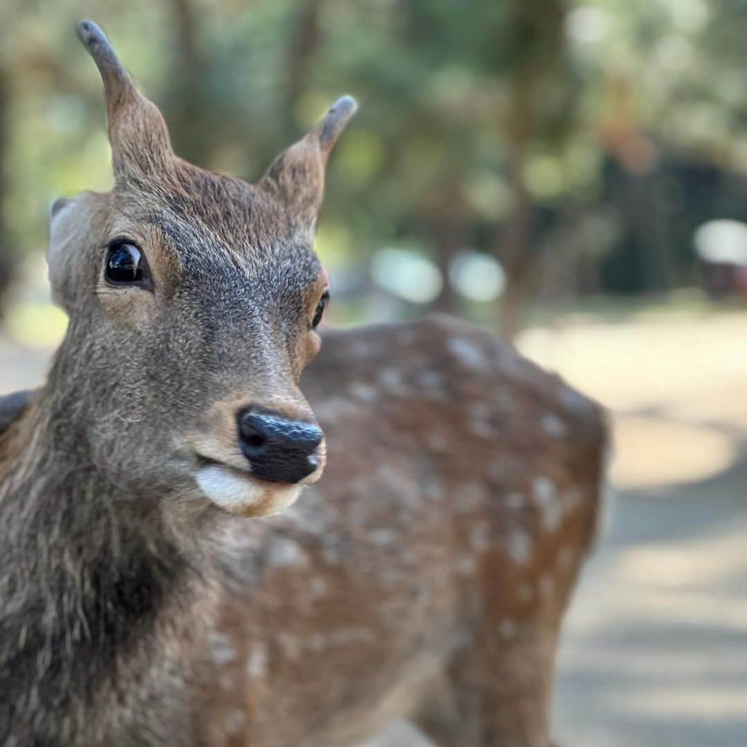 KATSUMIのインスタグラム：「奈良に行くと、奈良公園の鹿さん🦌の写真を撮らないと気がすまない…😆  その昔、茨城県鹿島神宮のご祭神が奈良春日大社に移る時に一緒に鹿さんも連れて来られたとか…🦌  #katsumi  #奈良公園」