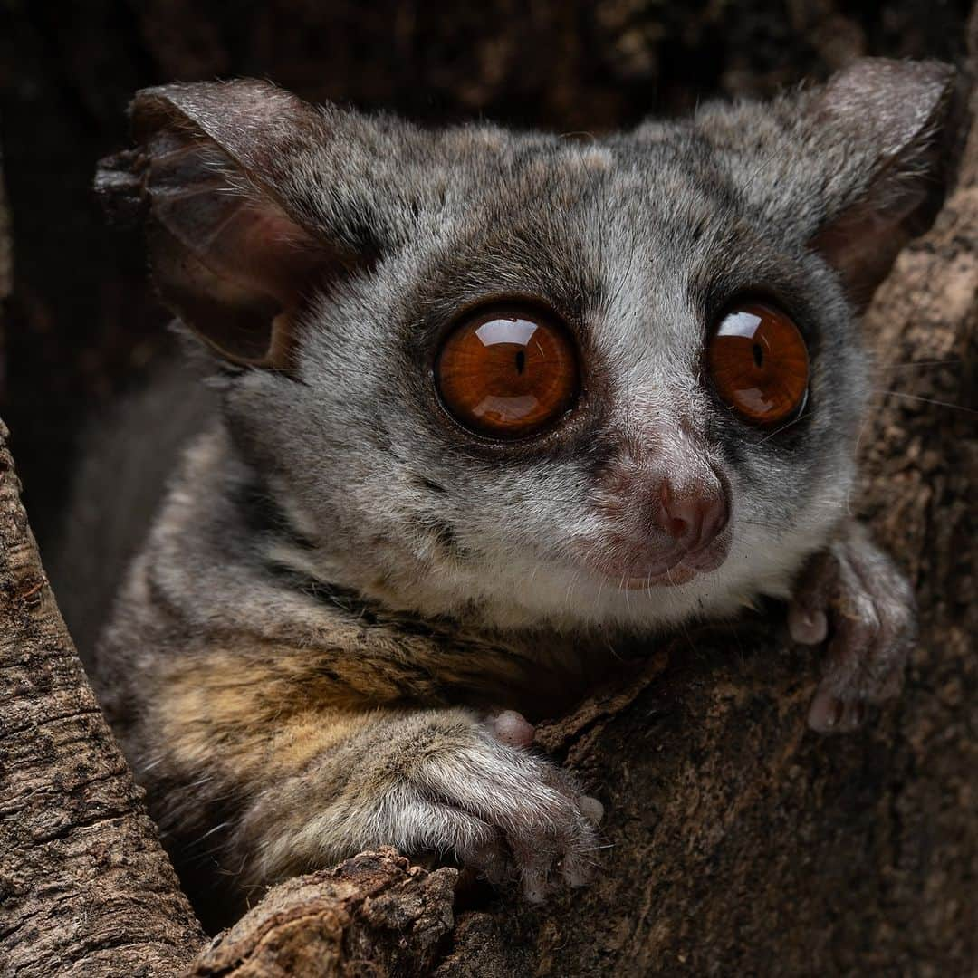 アニマルプラネットのインスタグラム：「The better to see you with, my dear...👁👁  This #bushbaby's huge eyes allow it to see in the dark as it hunts insects by night.   📷: Steven Tessy  #Nocturnal #Fall #Halloween #Galago #Wildlife」