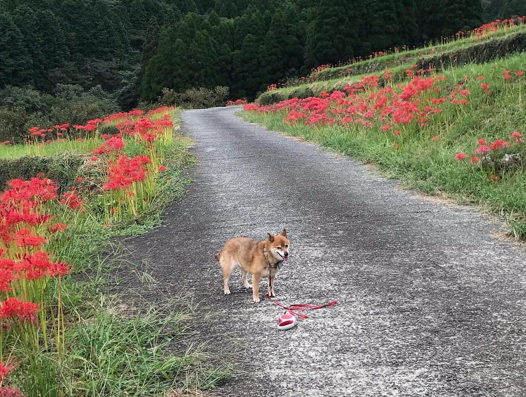 柴犬はなこ Shibainu Hanakoさんのインスタグラム写真 - (柴犬はなこ Shibainu HanakoInstagram)「曼珠沙華の有名な棚田でお散歩🚶‍♀️🐕 この花、必ずお彼岸に咲くのが不思議でならないんだけど、色と形がとっても好き✨ #shiba #dog #shibainu #犬 #柴犬 #曼珠沙華 #彼岸花」10月4日 22時01分 - kiki_beee