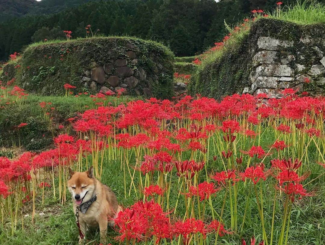 柴犬はなこ Shibainu Hanakoのインスタグラム：「曼珠沙華の有名な棚田でお散歩🚶‍♀️🐕 この花、必ずお彼岸に咲くのが不思議でならないんだけど、色と形がとっても好き✨ #shiba #dog #shibainu #犬 #柴犬 #曼珠沙華 #彼岸花」