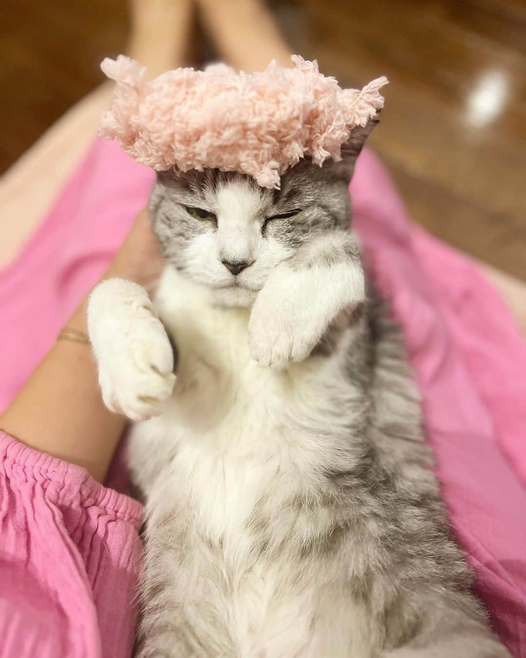 坂本美雨のインスタグラム：「今日は急に寒いね。。  #cat #サバ美」