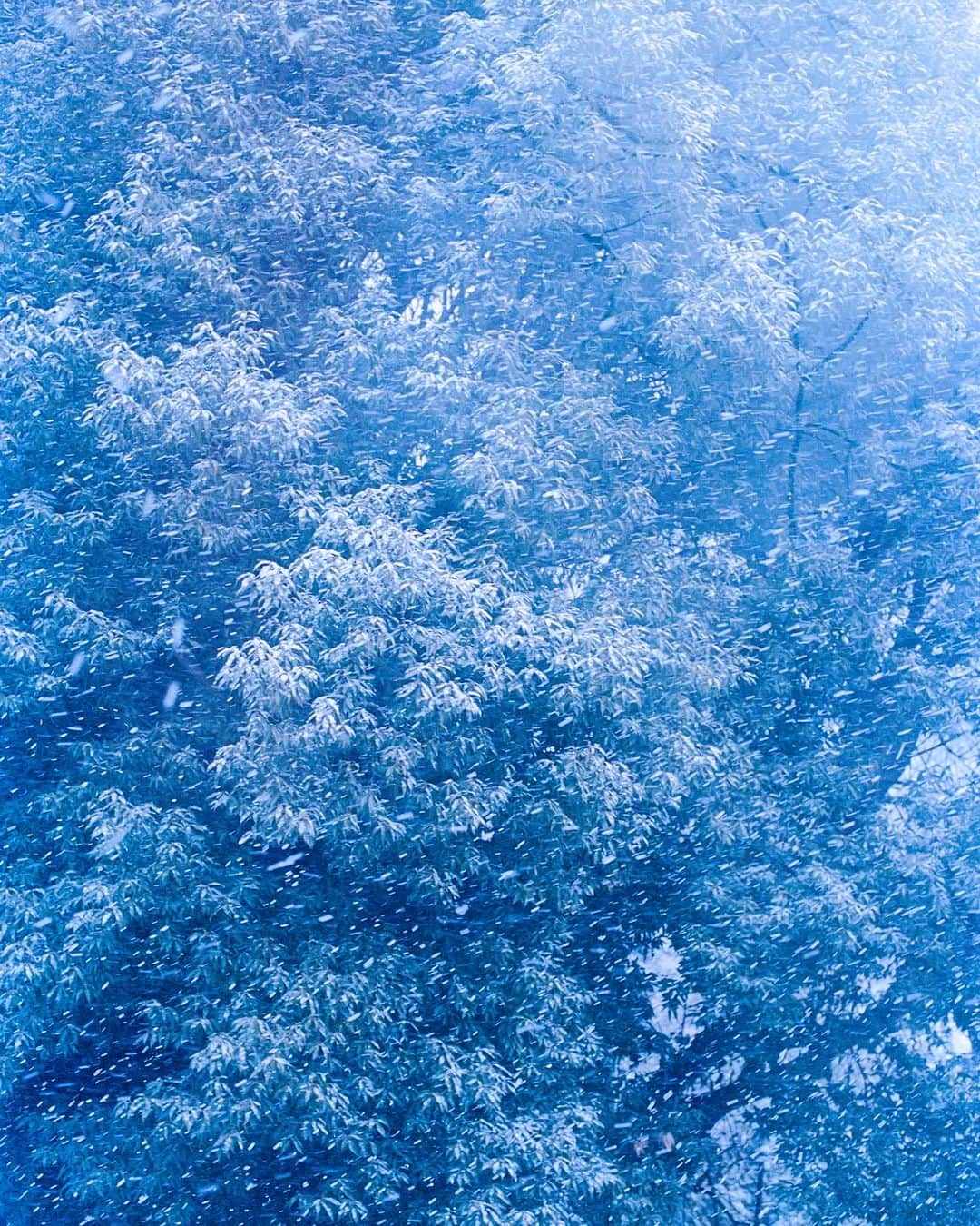 黒河内真衣子のインスタグラム：「Mame Kurogouchi はブランド初のフレグランスコレクション「LICHEN × Mame Kurogouchi」を明日、10/5より発売いたします。  原風景である、冬の記憶の景色。暖かな室内から銀世界をぼうっと眺めている時間の"目は冷たいのに体は暖かい"という感覚を香りへと託すため、記憶の景色、生暖かな体温、朧げな色彩を @izumi_kan が設計してくださいました。@teruhiroyanagihara と共に長野へと足を運び、一緒に雪景色を眺めながら、長い旅路を経てようやく皆様へお届けできることとなりました。  天然香料を用いたオードパルファムは  @lichen.fr LICHENのオークモスを主体とした土の香りをベースに、秋の七草である藤袴、白檀、沈香などの香木とスミレなどをブレンドしています。 自然のものから作っているので、同じ香りですがきっとその年ごとの香りになるのかなぁと、それも楽しみにしています。初回分は私も一緒に収穫を手伝いました。とても大切な思い出です。 そして、もともとアルコールの香りが苦手だったので、天然香料と合わせたのは、優しいお米由来のアルコール*にしました。 御神酒の様な、すーんと清らかなお米の香りは、どこか冬の静寂な雪景色を彷彿とさせました。 それらが一緒になって、土や、草花が春を待ち侘びて、冷たい雪の下で眠っているのを想わせるような香りです。  もう一つのプロダクト、ソイワックスを使ったキャンドルは、樹木の香りのはじめ、ミント、ローズマリーなどの精油が冷たい雪景色を、ソイワックスが作り出す穏やかな炎が、室内で暖炉の火がゆらめいている、穏やかな暖かさを伝えてくれています。 同じ景色を香りで求めて、プロダクトごとに描かれているのが特徴です。  私は普段から香水はつけかえることはなく、ずっと同じ香りを纏うことを好んでいます。 何かがない限り、ずっと同じものが好きです。 ですので、これが今のMame Kurogouchi の香りになる様、長く愛せるように作ったつもりです。  これからやってくる肌寒い季節を前に、誰かの景色となります様に。 　 どうぞ宜しくお願い致します。  販売店　 Mame Kurogouchi Aoyama 10/5(木)より発売開始 Mame Kurogouchi Online 10/5(木)より発売開始 Vague Kobe 10/8(日)より発売開始  Campaign @yuichironoda   #lichenmamekurogouchi  (※成分のアルコールは香水の原料を目的として使用しています)」