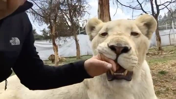 Black Jaguar-White Tiger のインスタグラム：「…」