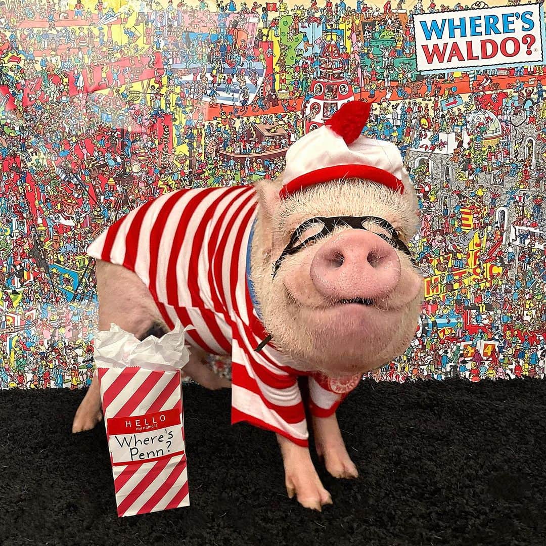 Priscilla and Poppletonのインスタグラム：「Where’s Penn? HAPPY SIXTH BIRTHDAY to our baby brother Penn (and Silly Pop’s baby cousin). We will always find you, Penn! There is no piggy like you! You are smart, silly, energetic and oh so snuggable. We can’t wait to celebrate you and hope  you have the best birthday ever!🐷❤️ #happybirthdaypenn #piggypenn #pennturnssix #PrissyandPop」