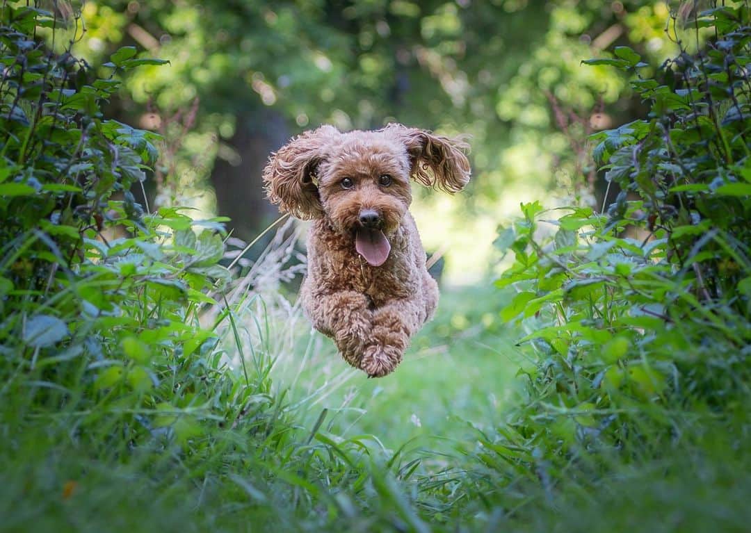 Canon UKのインスタグラム：「This cute pup is living its best life🐶🌳  📷 by @simonmccabe5  For tips on pet photography make sure to download our Canon Companion app from the App Store or Google Play Store.  Camera: EOS R6 Lens: EF 70-200mm f/2.8L IS II USM Shutter Speed: 1/1000, Aperture: f/2.8, ISO 800  #canonuk #mycanon #canon_photography」