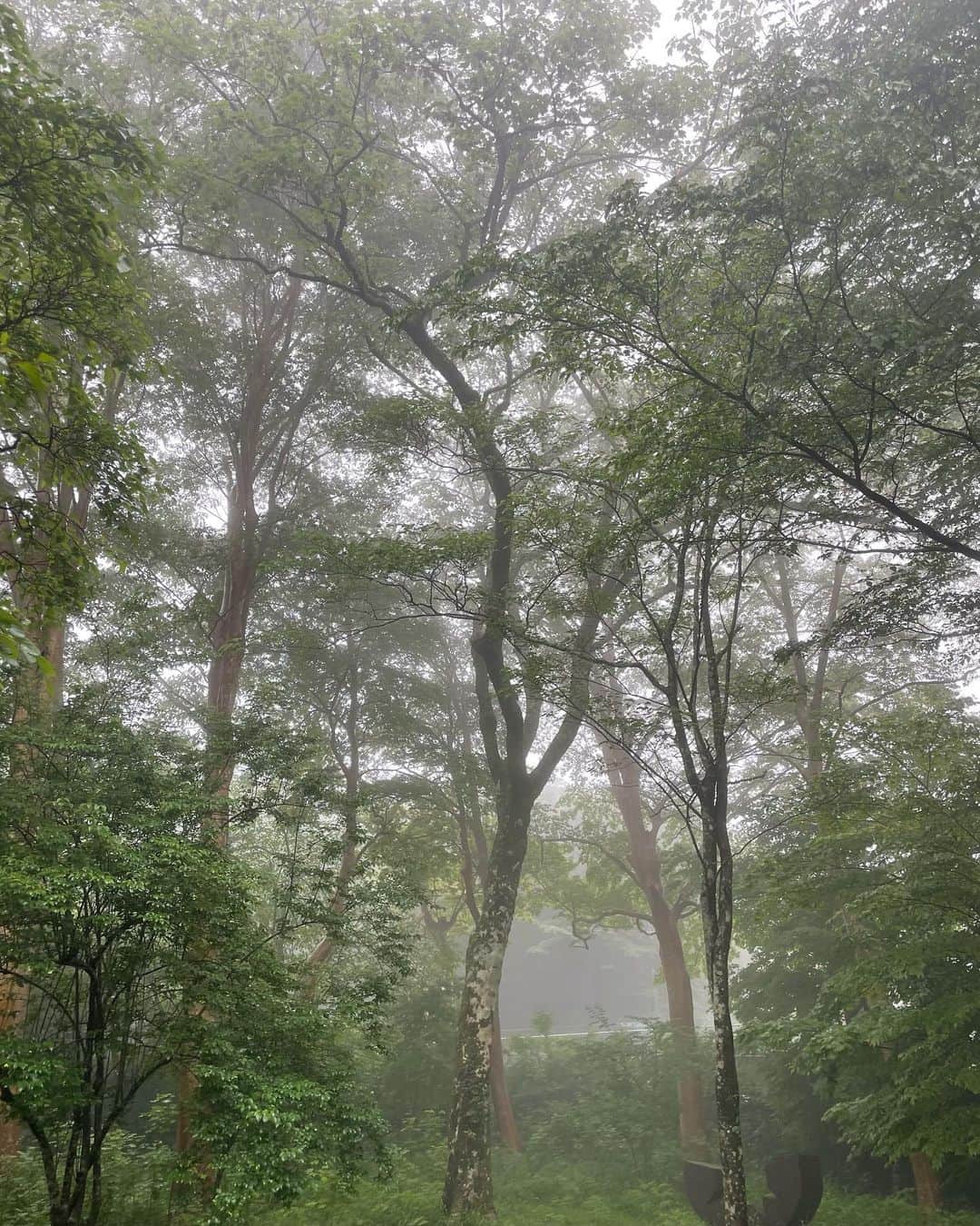 miriishiiさんのインスタグラム写真 - (miriishiiInstagram)「🚶 ⁡ ポーラ美術館を取り囲むような形で存在している 遊歩道はマストで訪れてほしい🧚 ちなみにこのエリアはなんと入館料フリー！) 雨が止んだ後の霧に包まれた森が神秘的すぎて ワクワク通り越してドキドキした。笑 ⁡ 森の中にも作品が点在して展示されているのだけれど、 作品かと思ったら大地から生えた木だったりして、 (9枚目参照) ⁡ 大自然に適う芸術家なんて1人も 存在しないなと改めて実感したよ🎨🌲🪵🌌 realized again our nature is the greatest artist! ⁡ ⁡ ⁡ #ミリ旅 #HAKONE」10月4日 22時47分 - miriishii