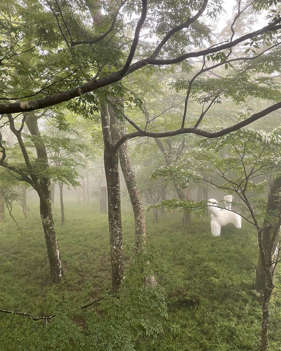 miriishiiさんのインスタグラム写真 - (miriishiiInstagram)「🚶 ⁡ ポーラ美術館を取り囲むような形で存在している 遊歩道はマストで訪れてほしい🧚 ちなみにこのエリアはなんと入館料フリー！) 雨が止んだ後の霧に包まれた森が神秘的すぎて ワクワク通り越してドキドキした。笑 ⁡ 森の中にも作品が点在して展示されているのだけれど、 作品かと思ったら大地から生えた木だったりして、 (9枚目参照) ⁡ 大自然に適う芸術家なんて1人も 存在しないなと改めて実感したよ🎨🌲🪵🌌 realized again our nature is the greatest artist! ⁡ ⁡ ⁡ #ミリ旅 #HAKONE」10月4日 22時47分 - miriishii