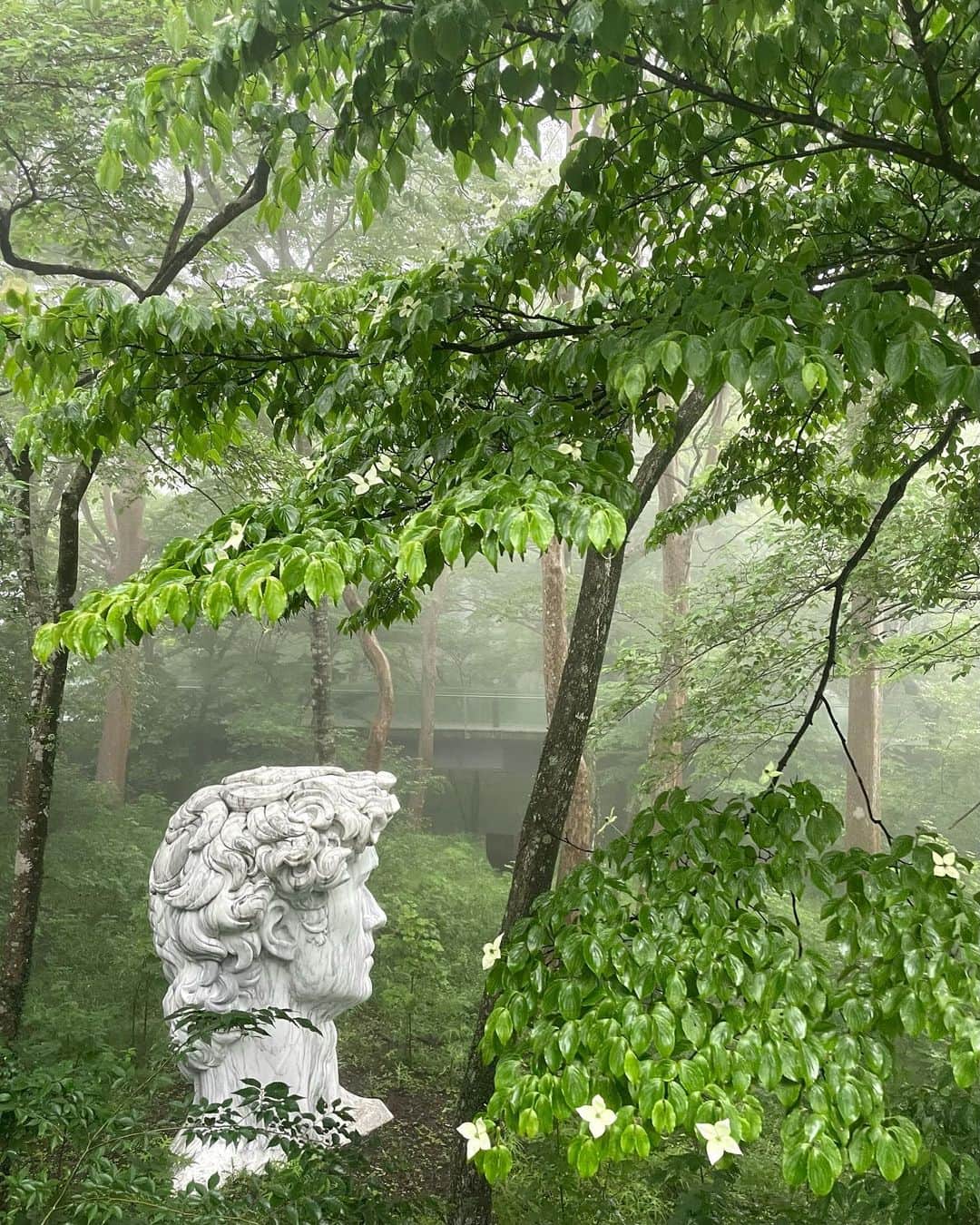 miriishiiのインスタグラム：「🚶 ⁡ ポーラ美術館を取り囲むような形で存在している 遊歩道はマストで訪れてほしい🧚 ちなみにこのエリアはなんと入館料フリー！) 雨が止んだ後の霧に包まれた森が神秘的すぎて ワクワク通り越してドキドキした。笑 ⁡ 森の中にも作品が点在して展示されているのだけれど、 作品かと思ったら大地から生えた木だったりして、 (9枚目参照) ⁡ 大自然に適う芸術家なんて1人も 存在しないなと改めて実感したよ🎨🌲🪵🌌 realized again our nature is the greatest artist! ⁡ ⁡ ⁡ #ミリ旅 #HAKONE」