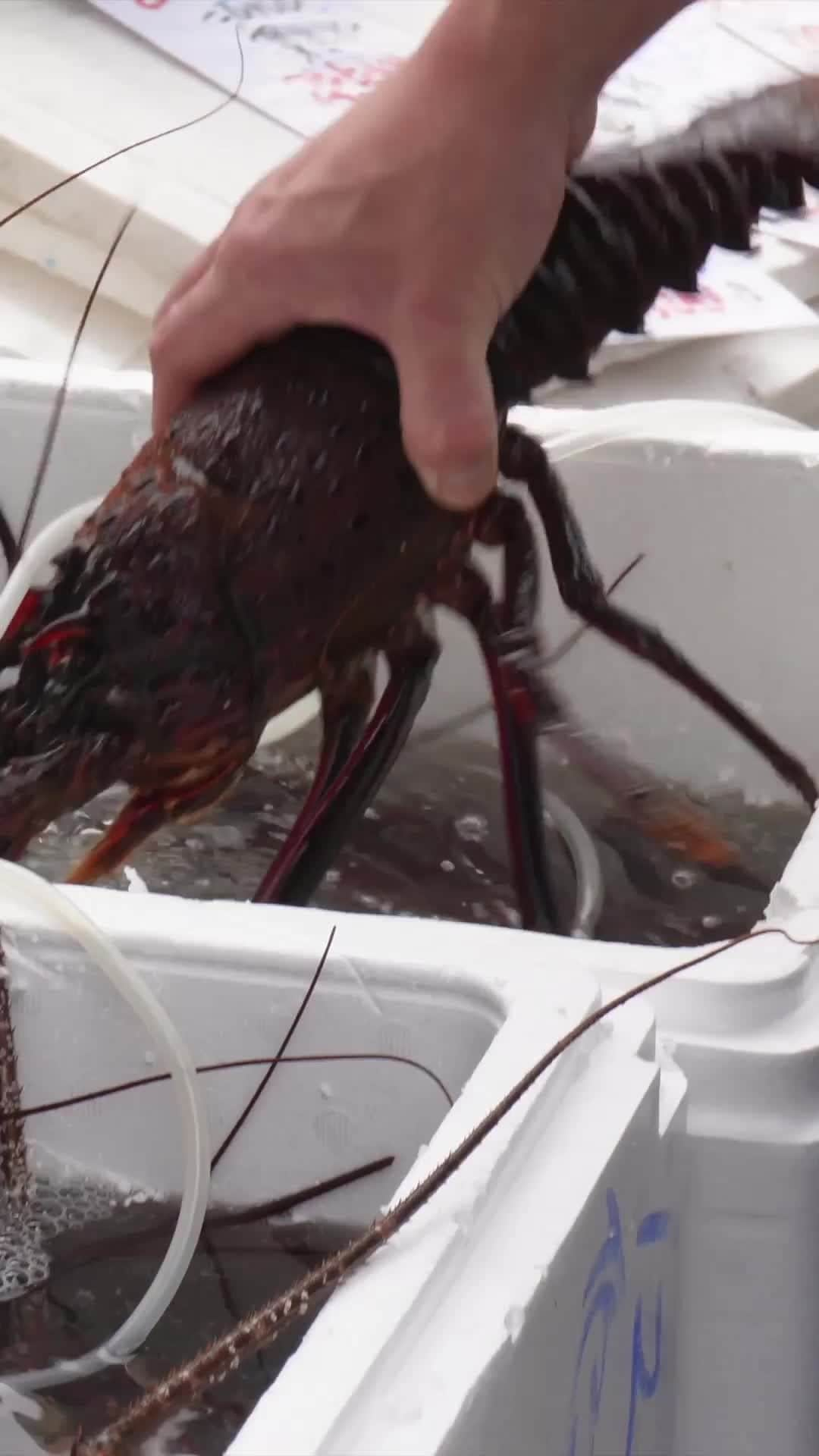 Cooking with Dogのインスタグラム：「プロの技術を覗く！東京の活気溢れる鮮魚店の舞台裏！🐟😍 @uofuji_fish_aoyk #食べるぜニッポン https://youtu.be/Sng_GlSKfqg Behind the Scenes at Tokyo's Fishmonger! 🐙😋 #鮮魚 #シーフード #青物横丁 #fish #sashimi #seafood #tokyo」