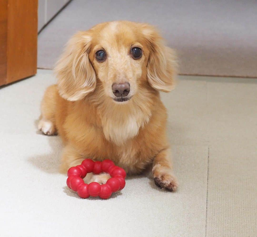 Sora Momoのインスタグラム：「コングリングおててに乗せて取りにくるの待ってるそら🐶🐾 ☺︎ 可愛い〜😆💕って言ったら 微笑んで首傾げた？ ☺︎ #待ってる姿が#可愛いすぎる#コングリングおててに乗せて#取りにくるの待ってる #取りに行かずに#撮りに行っちゃったよ#今日も親バカ #ダックス#ミニチュアダックス #dachshund #miniaturedachshund」