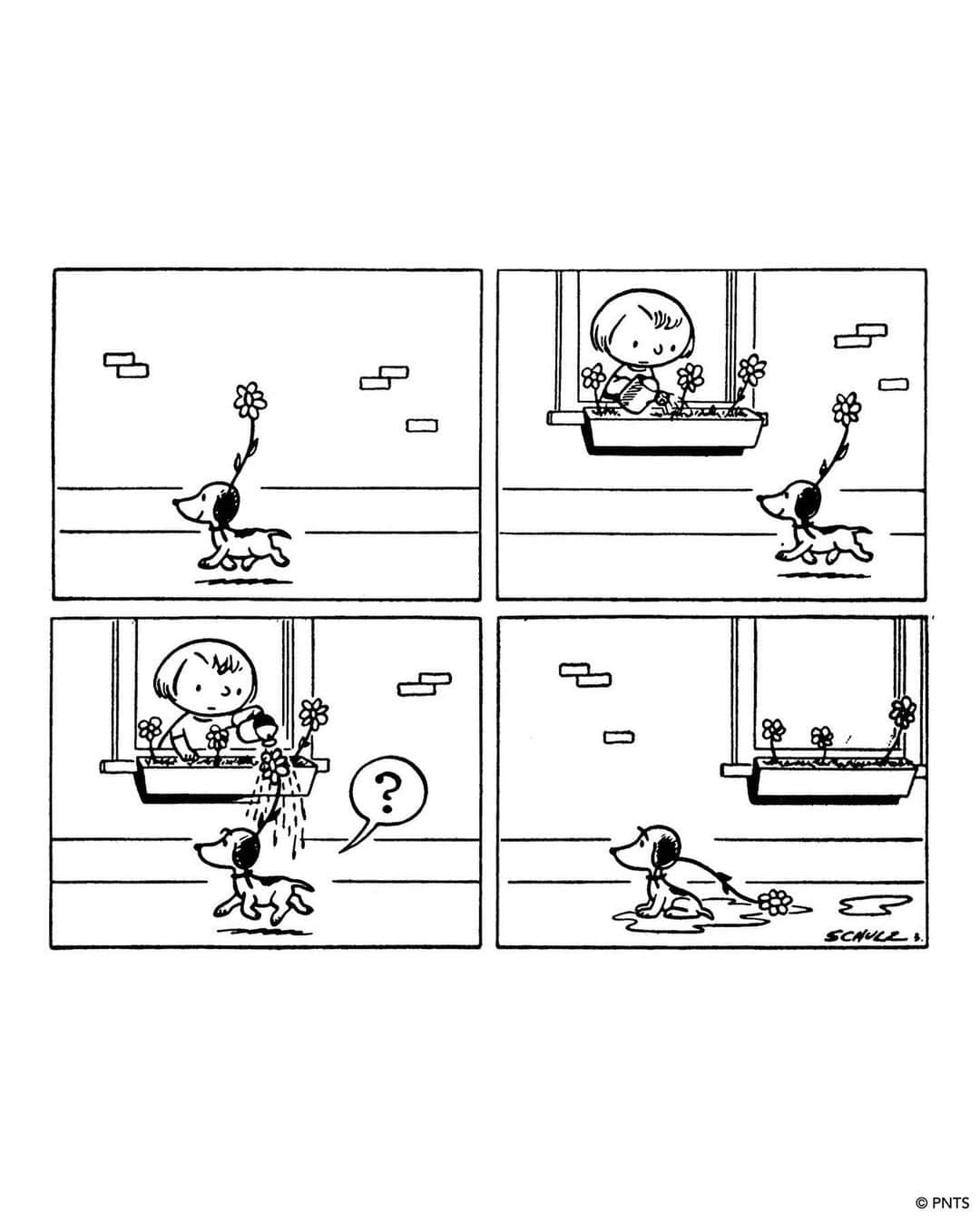スヌーピーさんのインスタグラム写真 - (スヌーピーInstagram)「🐾 It's #SnoopyDay! Snoopy, the World-Famous Beagle, first appeared in Peanuts 73 years ago today, on October 4, 1950—just two days after the very first Peanuts comic strip. ⁠ ⁠⁠ Snoopy began life on the comic strip page as a cute, cuddly puppy, prancing through the neighborhood. It would be several more years of drawing a daily comic strip before Schulz began to loosen up the rigidity of Snoopy’s body, smoothing out the angles and adding a few curves to better suit his round-headed human counterparts.⁠ ⁠ Only when Snoopy revealed his vivid imagination did Peanuts take the comic world by storm. A book-loving writer, fine art collector, and root beer connoisseur, Snoopy is anything but ordinary. Whether battling the Red Baron as the WWI Flying Ace or playing it cool as Joe Cool, Snoopy's adventures are endless. Yet, his ultimate joy lies in a simple nap on his doghouse, followed by a delicious meal from the Round-Headed Kid.⁠ ⁠ "Snoopy represents the dream of a lot of people who would like to be a club champion or to be a world-famous flying ace. But there's another quality about Snoopy that I think makes the whole thing work. This is a quality of innocence combined with a little bit of egotism. You put those two qualities together, and I think you have trouble, especially with Snoopy." —Charles M. Schulz」10月4日 23時39分 - snoopygrams