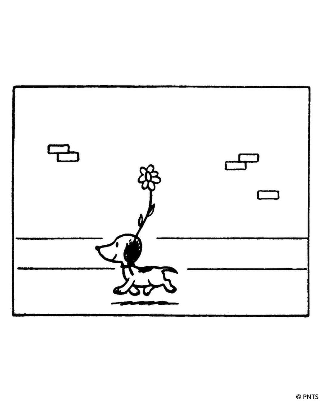スヌーピーさんのインスタグラム写真 - (スヌーピーInstagram)「🐾 It's #SnoopyDay! Snoopy, the World-Famous Beagle, first appeared in Peanuts 73 years ago today, on October 4, 1950—just two days after the very first Peanuts comic strip. ⁠ ⁠⁠ Snoopy began life on the comic strip page as a cute, cuddly puppy, prancing through the neighborhood. It would be several more years of drawing a daily comic strip before Schulz began to loosen up the rigidity of Snoopy’s body, smoothing out the angles and adding a few curves to better suit his round-headed human counterparts.⁠ ⁠ Only when Snoopy revealed his vivid imagination did Peanuts take the comic world by storm. A book-loving writer, fine art collector, and root beer connoisseur, Snoopy is anything but ordinary. Whether battling the Red Baron as the WWI Flying Ace or playing it cool as Joe Cool, Snoopy's adventures are endless. Yet, his ultimate joy lies in a simple nap on his doghouse, followed by a delicious meal from the Round-Headed Kid.⁠ ⁠ "Snoopy represents the dream of a lot of people who would like to be a club champion or to be a world-famous flying ace. But there's another quality about Snoopy that I think makes the whole thing work. This is a quality of innocence combined with a little bit of egotism. You put those two qualities together, and I think you have trouble, especially with Snoopy." —Charles M. Schulz」10月4日 23時39分 - snoopygrams