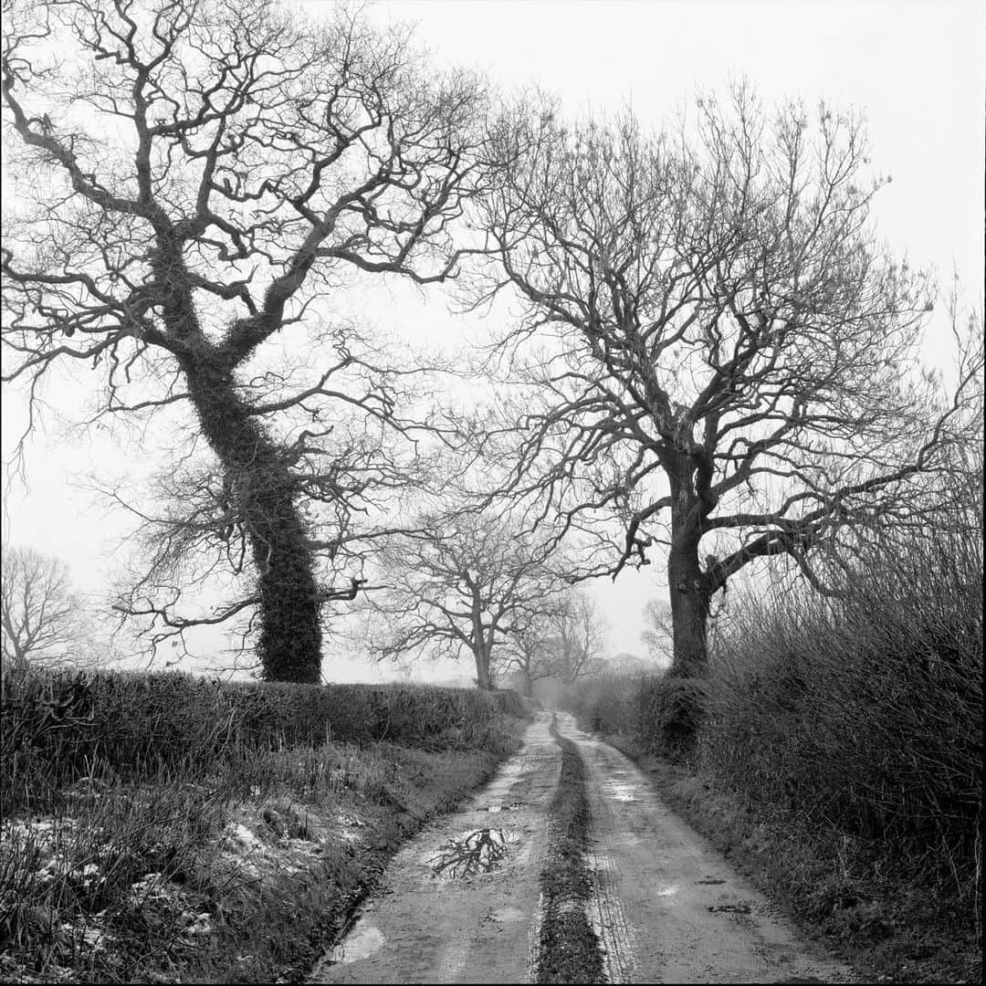 Magnum Photosのインスタグラム：「A new book from @stuartafranklin, titled Traces, is now available for pre-order 🌳⁠ ⁠ The work, which spans from 1996 to the present day, is a study of humanity’s complex relationship with trees and continues Franklin’s long-term photographic exploration of the natural landscape.⁠ ⁠ The book features an introductory extended essay from Franklin alongside supporting texts by British sculptor David Nash and V&A Senior Curator in Photography Martin Barnes.⁠ ⁠ 🔗 Pre-order the book at the link in the @magnumphotos bio.⁠ ⁠ PHOTOS (left to right):⁠ ⁠ (1) The straight path from Overtown to Tunstall. Lancashire. England. GB. 2019. ⁠ ⁠ (2) Angkor Wat Heritage Area. Prasat Pram temple. Cambodia. 2022. ⁠ ⁠ (3) La Jana near Valencia. Ancient olive tree. Spain. 2023. ⁠ ⁠ (4) Elm trees dropping seed – the annual "seedsnow" along the city's canals. Amsterdam. Netherlands. 2023. ⁠ ⁠ (5) Totteridge Yew. The oldest tree in London. London. England. GB. 2023.⁠ ⁠ © @stuartafranklin / Magnum Photos」