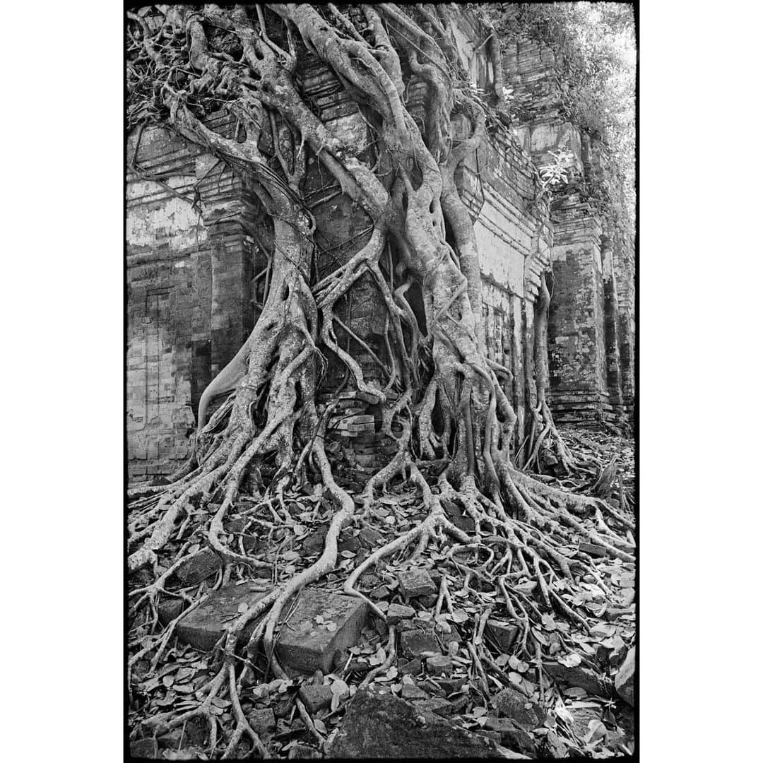 Magnum Photosさんのインスタグラム写真 - (Magnum PhotosInstagram)「A new book from @stuartafranklin, titled Traces, is now available for pre-order 🌳⁠ ⁠ The work, which spans from 1996 to the present day, is a study of humanity’s complex relationship with trees and continues Franklin’s long-term photographic exploration of the natural landscape.⁠ ⁠ The book features an introductory extended essay from Franklin alongside supporting texts by British sculptor David Nash and V&A Senior Curator in Photography Martin Barnes.⁠ ⁠ 🔗 Pre-order the book at the link in the @magnumphotos bio.⁠ ⁠ PHOTOS (left to right):⁠ ⁠ (1) The straight path from Overtown to Tunstall. Lancashire. England. GB. 2019. ⁠ ⁠ (2) Angkor Wat Heritage Area. Prasat Pram temple. Cambodia. 2022. ⁠ ⁠ (3) La Jana near Valencia. Ancient olive tree. Spain. 2023. ⁠ ⁠ (4) Elm trees dropping seed – the annual "seedsnow" along the city's canals. Amsterdam. Netherlands. 2023. ⁠ ⁠ (5) Totteridge Yew. The oldest tree in London. London. England. GB. 2023.⁠ ⁠ © @stuartafranklin / Magnum Photos」10月5日 0時00分 - magnumphotos