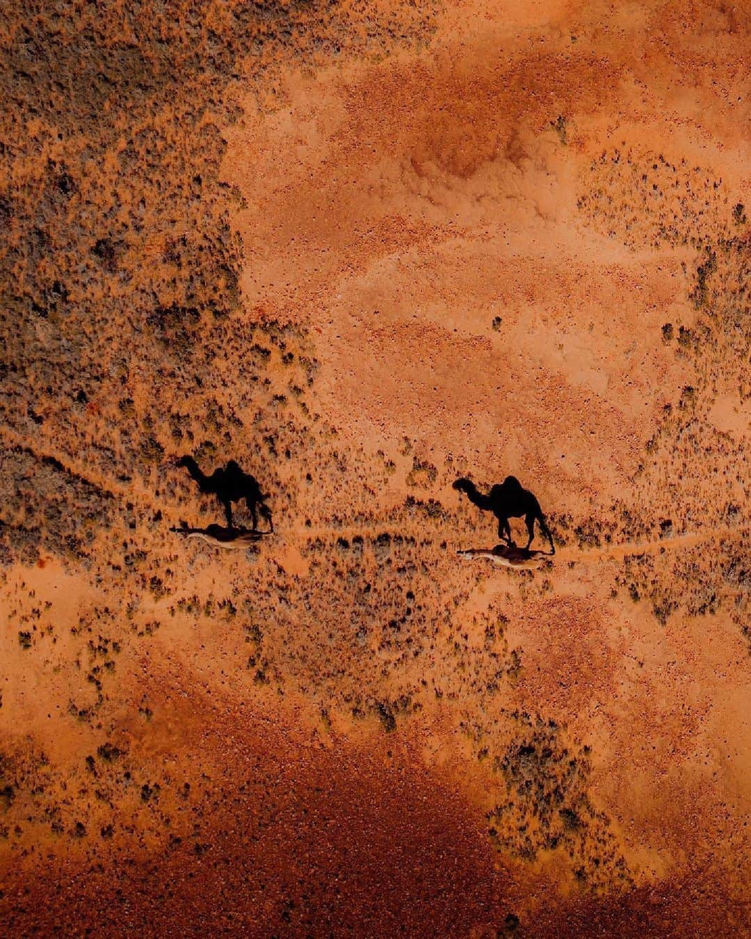 Australiaさんのインスタグラム写真 - (AustraliaInstagram)「Embracing the beauty of the Aussie #outback with our charming tour guides 🐪🧡 @ashhughesphotos captured this epic shot along the unsealed #MereenieLoop, a breathtaking section of the #RedCentreWay and one of @ntaustralia's most iconic road trips! Linking the ancient landscapes of Mparntwe (#AliceSprings), Tjoritja (#WestMacDonnellRanges), Watarrka (#KingsCanyon), and #UluṟuKataTjuṯaNationalPark, keep your eyes peeled for wild camels, brumbies, dingoes and wildflowers!   #SeeAustralia #ComeAndSayGday #NTAustralia #VisitCentralAus @visitcentralaus  ID: an aerial shot of a red desert landscape. Two camels stroll along a small path, their shadows stretching out beside them.」10月1日 4時00分 - australia