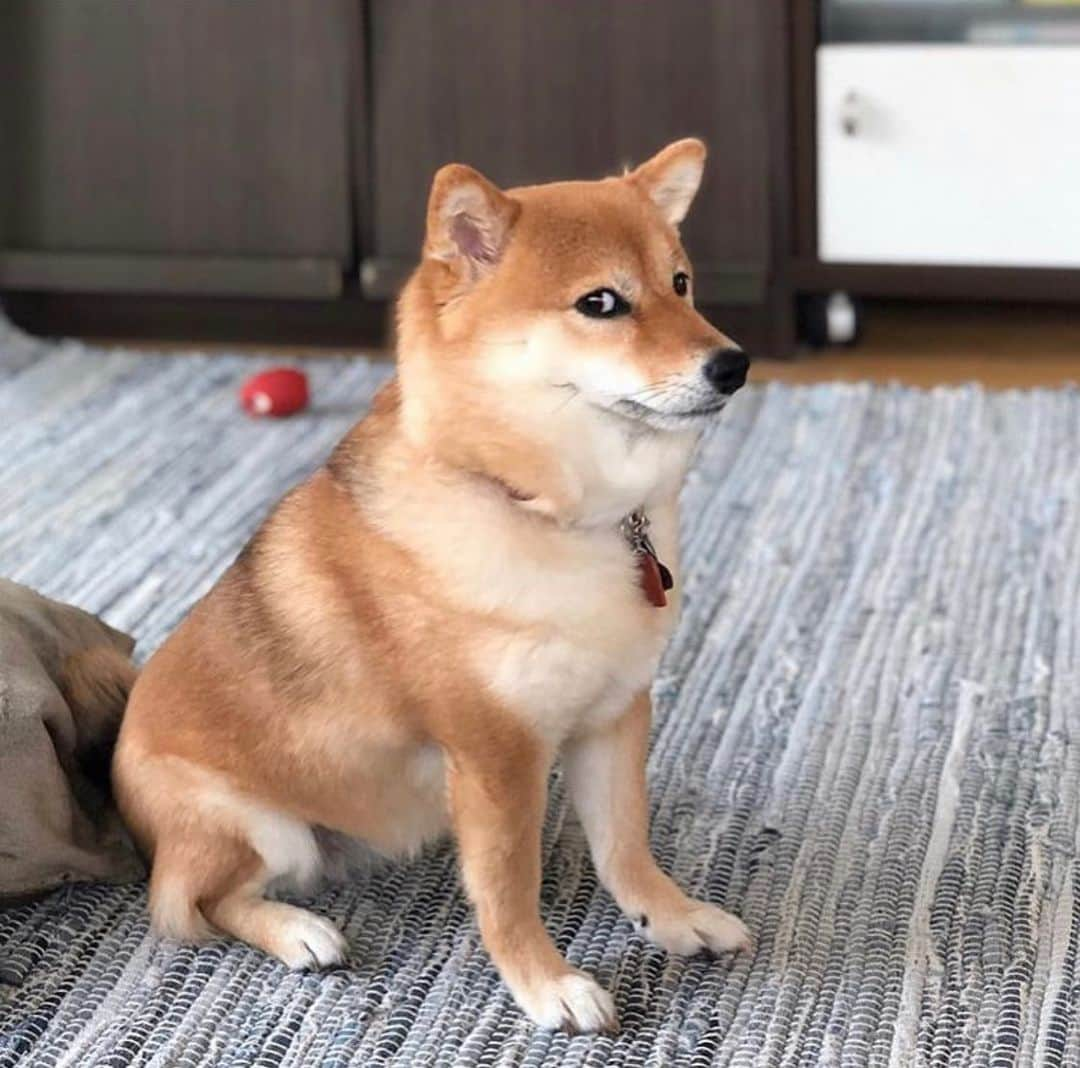 柴スナップさんのインスタグラム写真 - (柴スナップInstagram)「What? @shiba_chobico チョビちゃん🌈  #🐕📷 #なんすか #港区柴」9月30日 19時31分 - shiba_snap