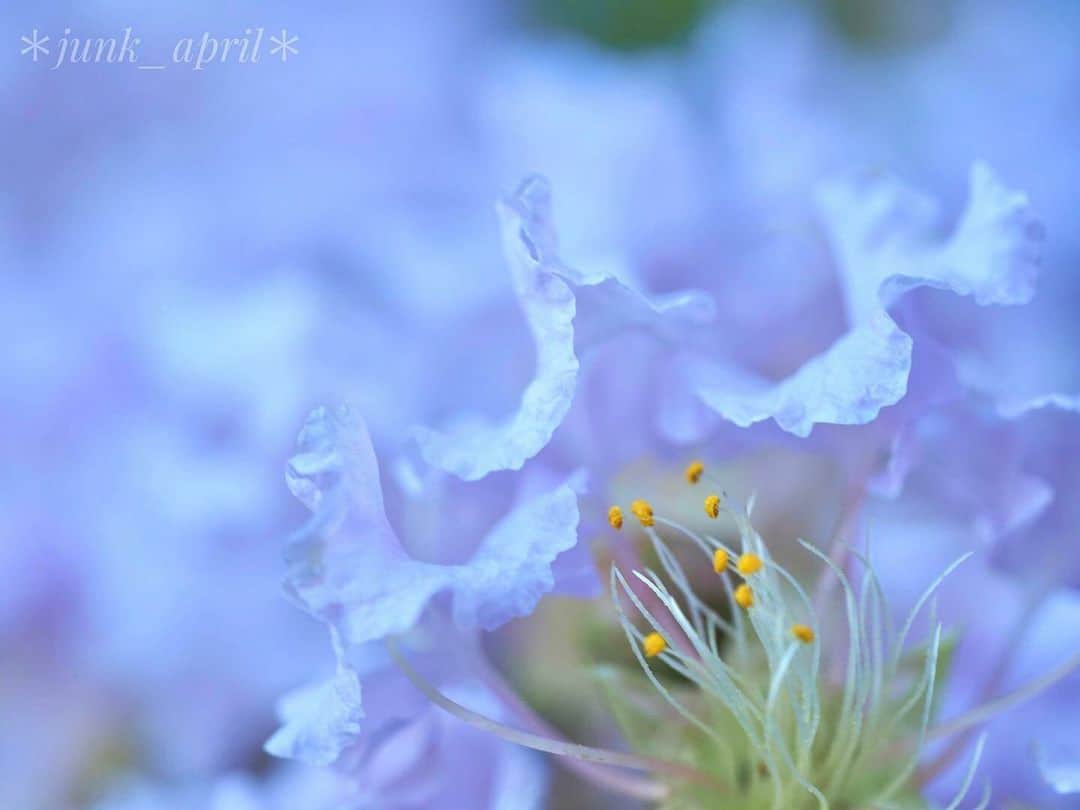 花の写真館のインスタグラム：「Photo by @junk_april. https://instagram.com/junk_april/ . Original Post[投稿いただいたURL] https://www.instagram.com/p/CwZ2GwqvQs_/ . 本アカウントは、 #私の花の写真 をつけてInstagramに投稿された皆さまの花の写真や、「花の写真館」Facebookページで投稿された花の写真を紹介します。 「花の写真館」Facebookページは、「 @floral.photograph 」のプロフィールにあるURLからご覧ください。 . ※各種法令、マナー、関係者の指示に従った撮影をお願いします。 *Please ensure that your photography adheres to all relevant laws, etiquette, and instructions issued by authorized persons. ※本アカウントは東京カメラ部がFacebook、Instagramのサービスを利用して運営しているもので、Meta社・Instagramとは一切関係ありません。 . #花の写真館 #floralphotograph #floralphoto #flower #flowers Follow: @floral.photograph」