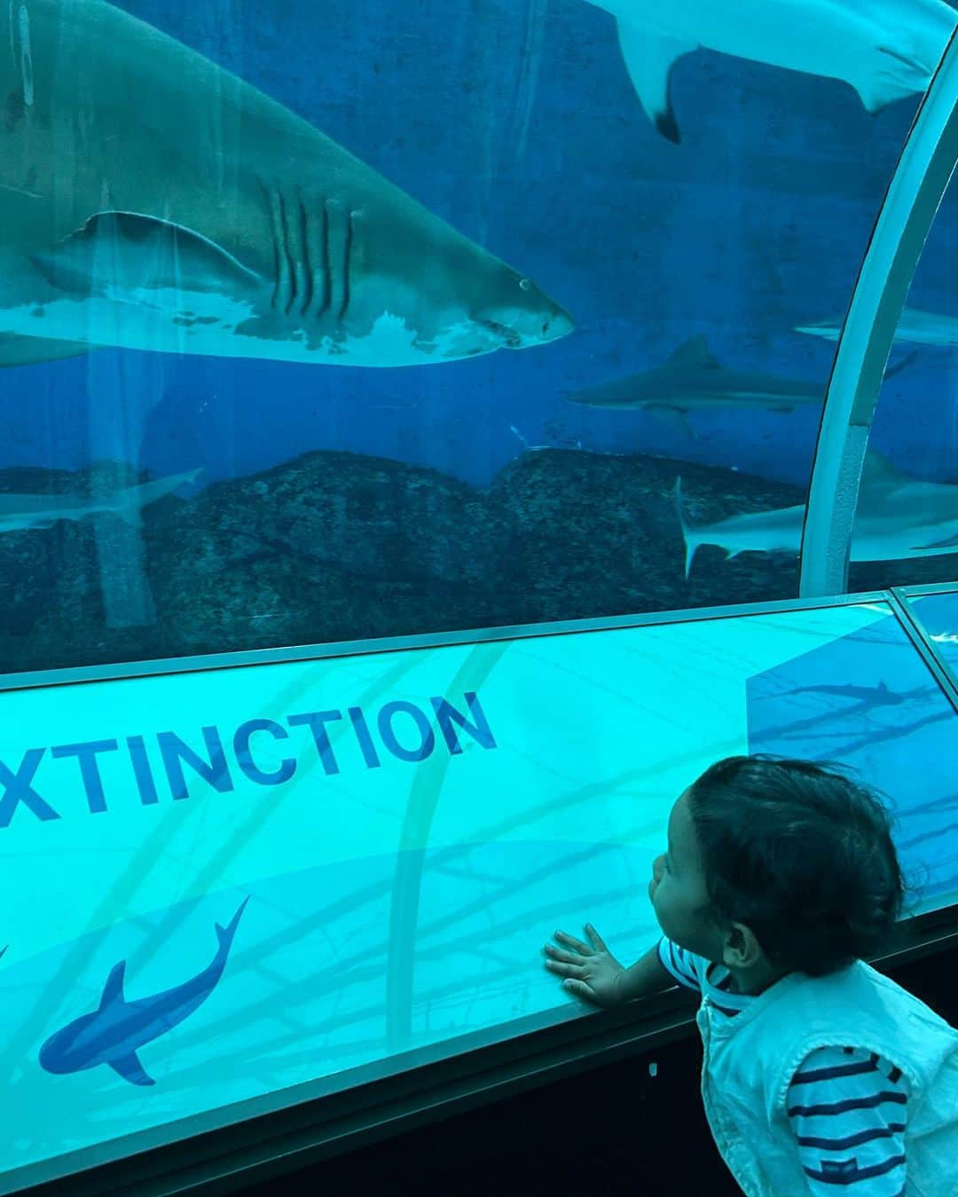 瀬間友里加さんのインスタグラム写真 - (瀬間友里加Instagram)「Sea Aquarium 🦈🩵🪼 親友くんシリーズ👬 今回はシンガポール水族館へ🩵 前回行った時よりじっくり見れるようになって成長を感じた日🥹 本当はテニスの日が雨で急遽予定変更😉 ヒトデ触ったり、シャーク見たり色んな種類の🪼見たり😃長男とのデート楽しみました😆笑#singapore #seaaquarium #シンガポール観光 #シンガポールライフ #シンガポール在住 #3歳児 #3歳男の子」9月30日 19時36分 - yurika.sema