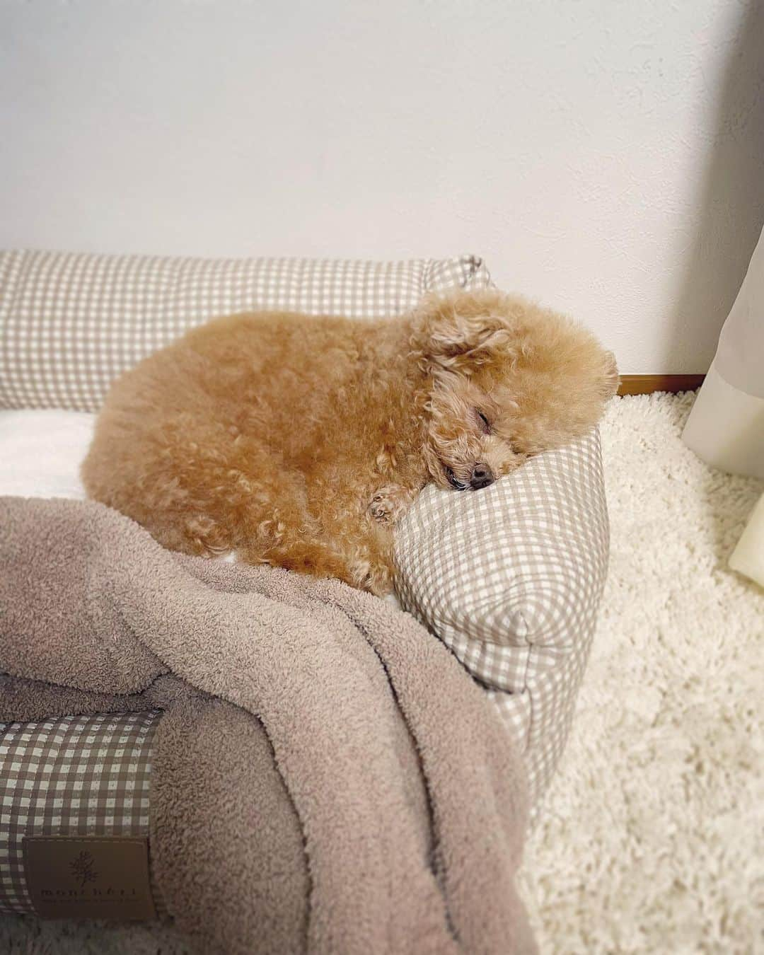 ふわさんのインスタグラム写真 - (ふわInstagram)「お顔がつぶれてますが最強寝顔です。  #toypoodle#toypoodlegram#dogsofinstagram#instadog#doglover#doglife#cutedog#dog#fuwamama#ふわもこのふわ#ふわ#トイプードル#ふわもこ部#犬バカ部#親バカ部#犬のいる暮らし#いぬすたぐらむ#最強寝顔」9月30日 20時16分 - huwayama