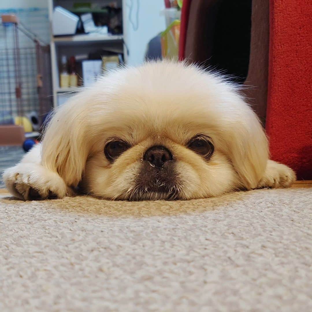 Kukkaのインスタグラム：「いぬまんじうー #ペキニーズ #いぬまんじう」