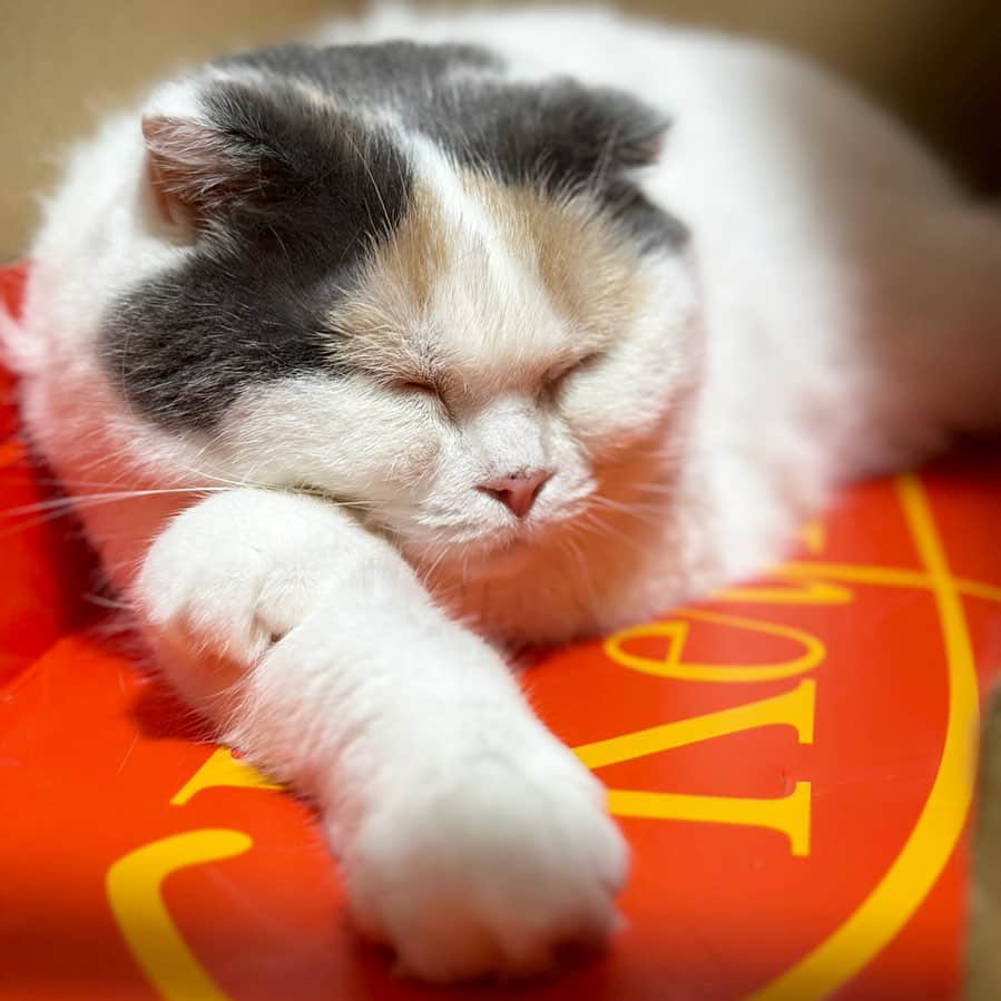 むぎちょこのインスタグラム：「よく寝てる😴💤✨  🐱むぎ #寝子  #スコティッシュフォールド #スコティッシュ #scottishfold  #ねこすたぐらむ  #猫部 #ねこと暮らす  #catsofinstagram  #sleepcat」