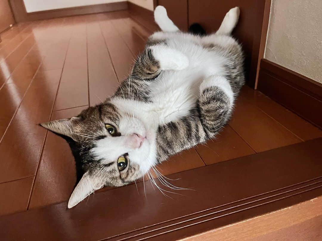 ひのき猫さんのインスタグラム写真 - (ひのき猫Instagram)「ヘソ天Love😍  ・ ・ ・  #ひのき猫  #オデコ  #ヘソ天猫  #かわいい猫  #猫との生活  #にゃんすたぐらむ  #猫部  #cat  #catstagram  #cutecats」9月30日 20時23分 - hinoki.cute.kitten