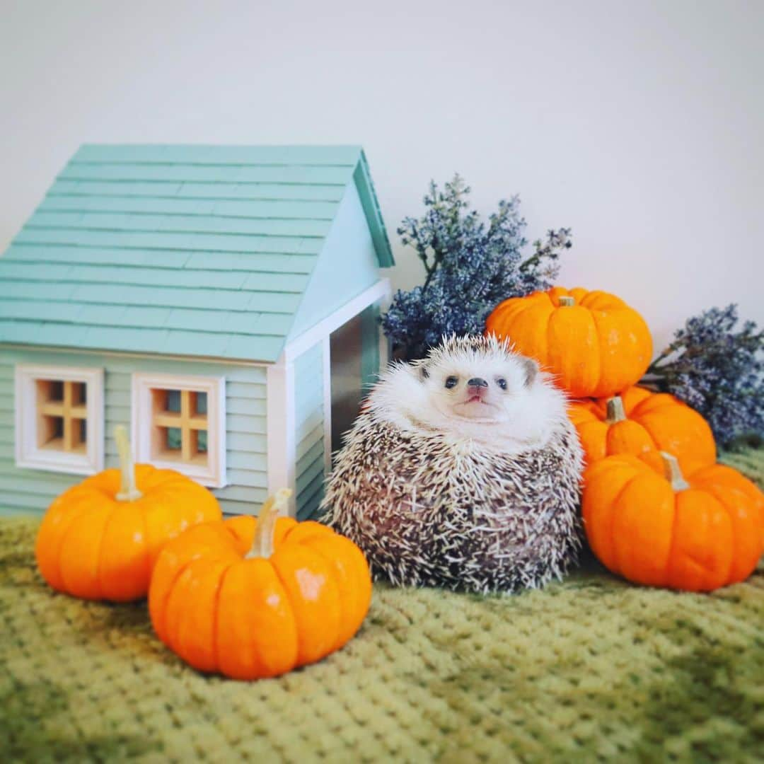 あずきのインスタグラム：「かぼちゃが美味しい季節😋  #はりねずみ #ハリネズミ #hedgehog #pygmyhedgehog #lovelypet #cuteanimals #はりねずみのあずき #hedgie #Hérisson #igel#riccio #Erizo #고슴도치 #刺猬 #hedgehogazuki  #hedgehogsofinstagram #animaladdicts #cuddles #meowed #petscorner  #cutepetclub #cozy #pampkin」