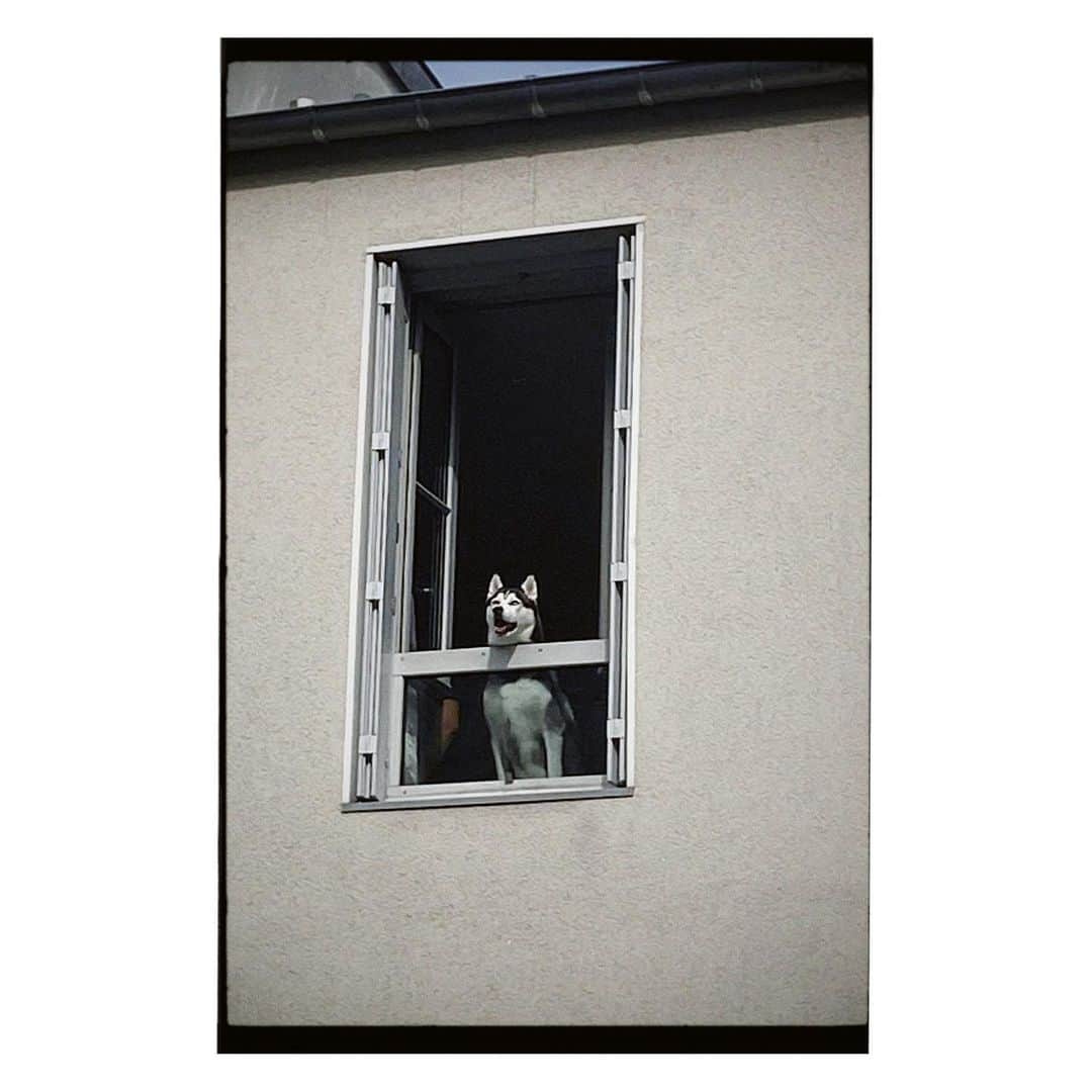 岩崎拓馬さんのインスタグラム写真 - (岩崎拓馬Instagram)「🇫🇷🇫🇷🇫🇷🇫🇷 . . 窓をあけるとこっちをみてた。  そんないい朝。 . . #paris #happytime」9月30日 20時48分 - happy_takuma