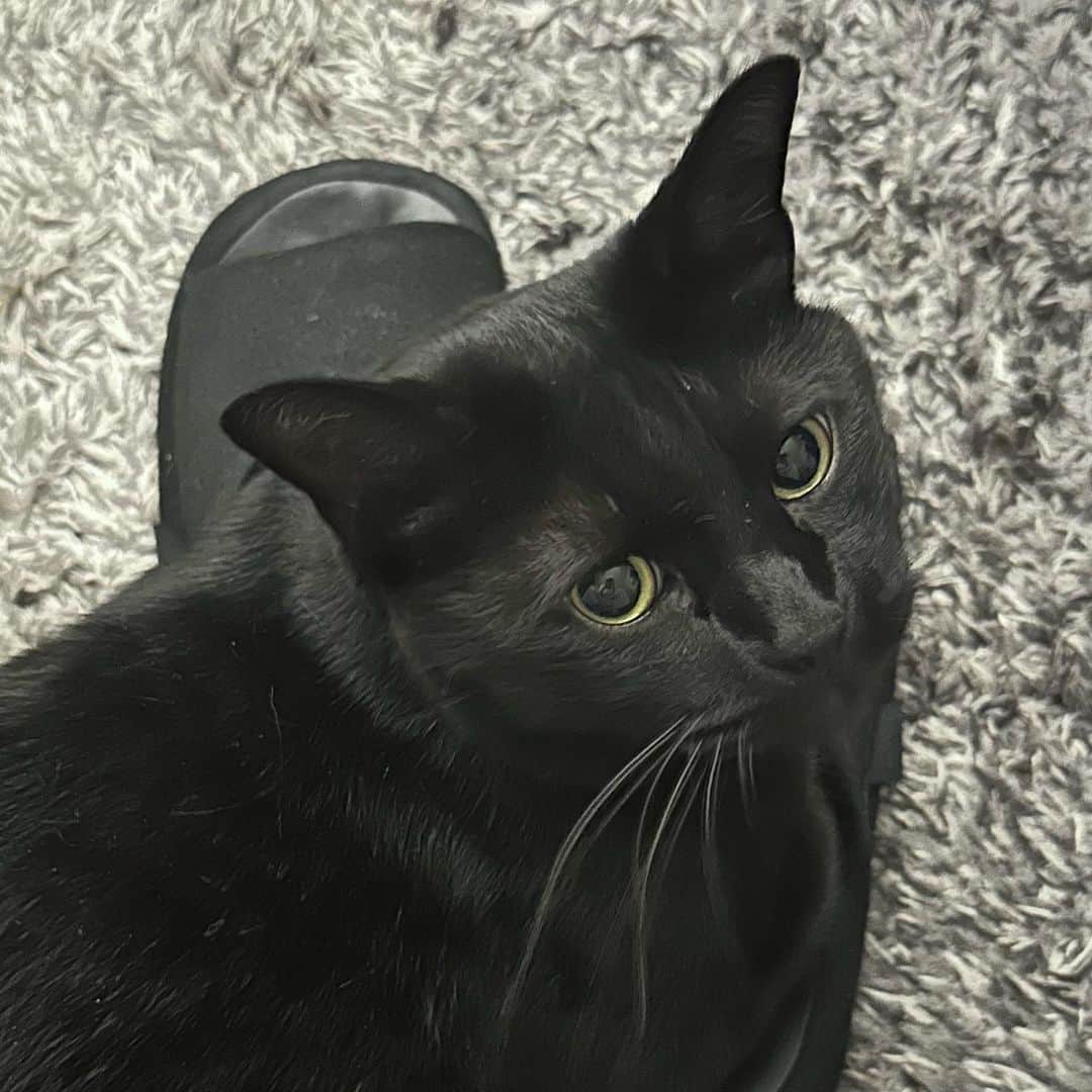 YUYAのインスタグラム：「にゃーにゃにゃにゃにゃーにゃ？🐈‍⬛」