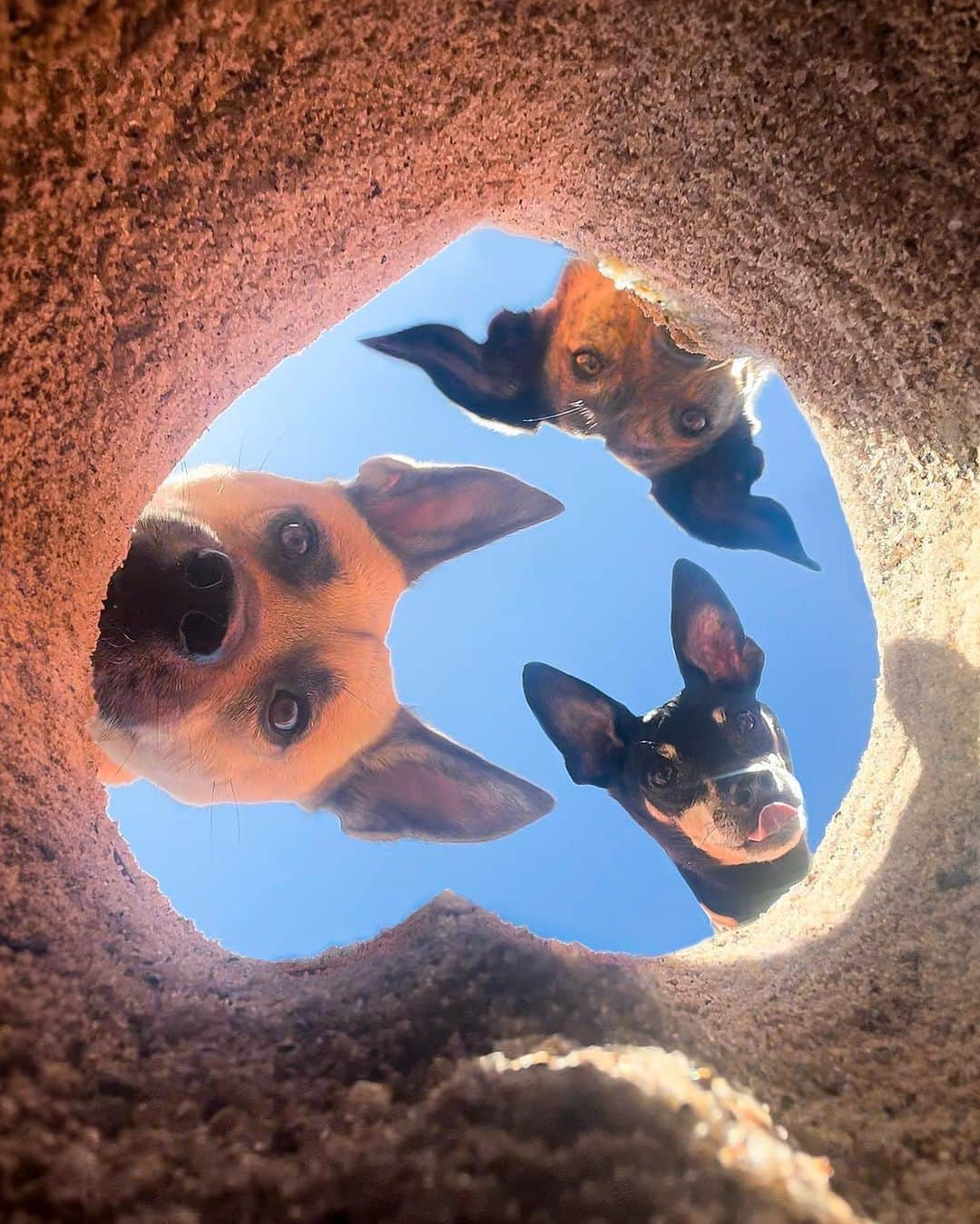 8crapのインスタグラム：「When you accidentally turn on the front camera - Hashtag #barkedselfie on your doggo’s selfies and get a chance to be featured! - 📷 @verpinscht - #barked #Selfie #DogSelfie #dog #doggo」