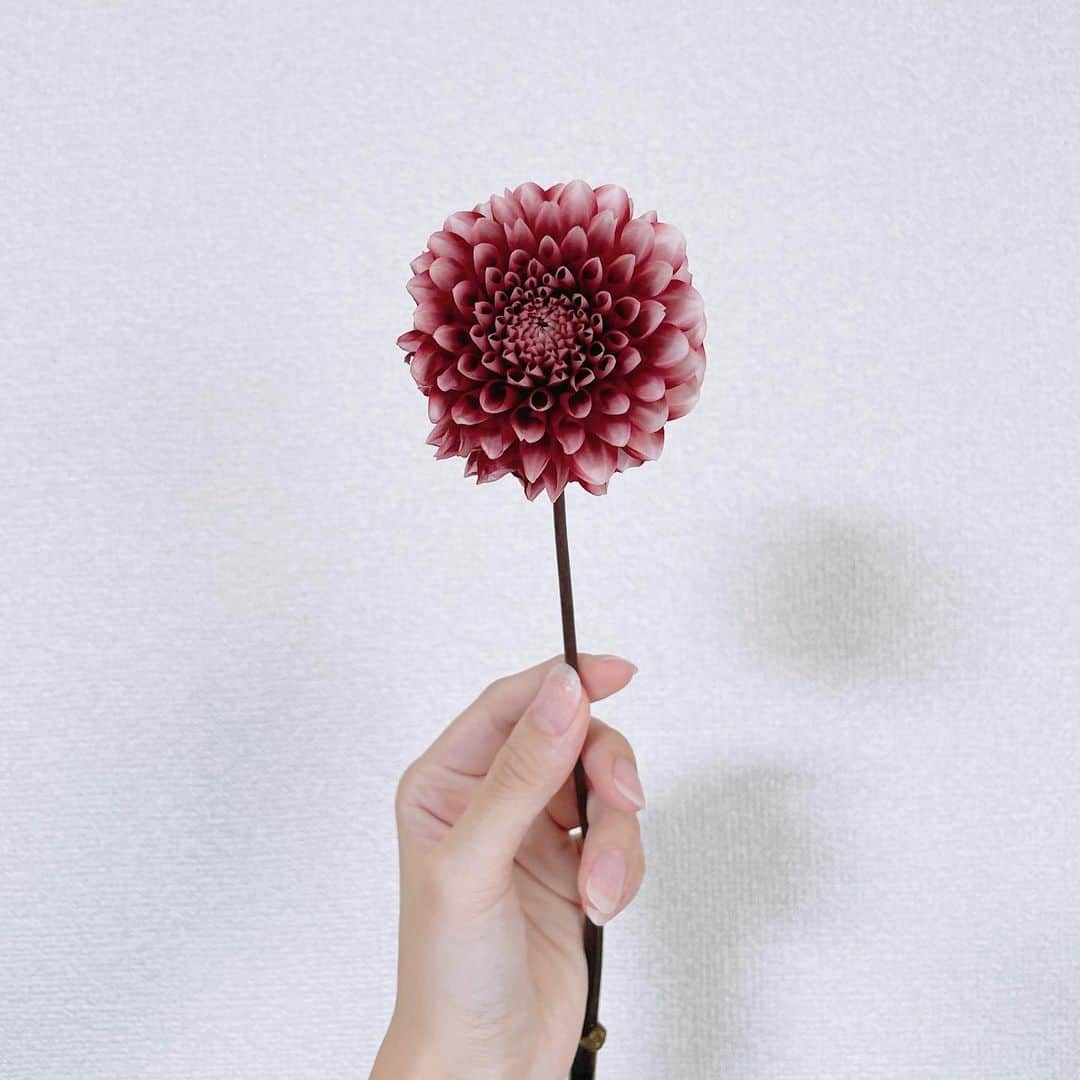 塩野響子さんのインスタグラム写真 - (塩野響子Instagram)「⠀めちゃ可愛くて飼うことにしたけどお値段は可愛くなかったです笑 ⠀ ⠀ #花のある生活 #花」9月30日 20時55分 - kyondayo1206