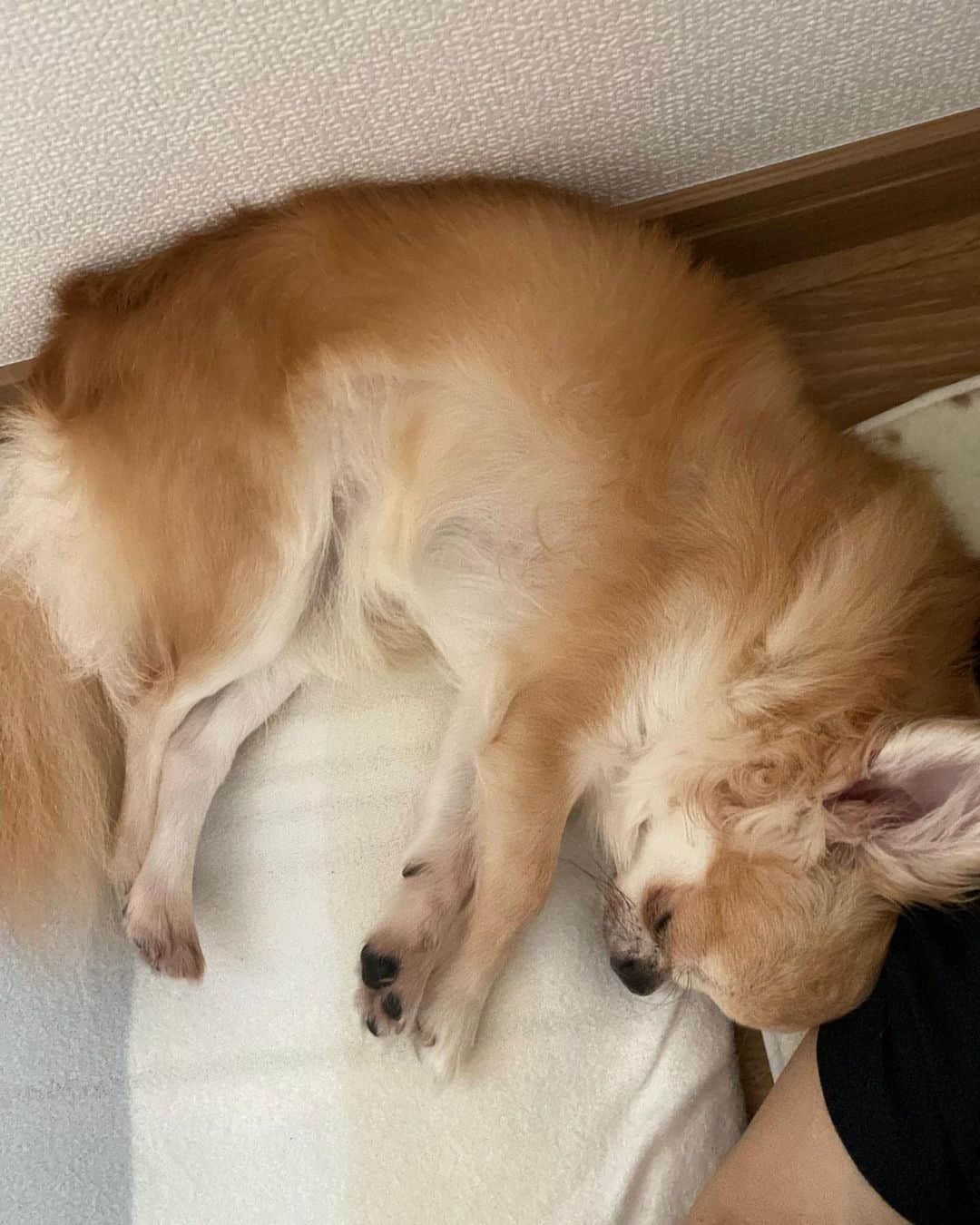 mayuのインスタグラム：「． いつもいりこの面倒をみてくれたり、． ． うちの空気がわるくなると、． まーまーまーまーって仲裁に入ってくれたり、． どーにかなるでしょ⁉︎って思わせてくれたり、． ． 誰かが疲れていたり、元気がないと、． くすっ🤭っと笑わせてくれたり、． ． うちでのするめの存在はとてもとてもおおきい。． ． いつもいりこに譲っているけれど、． いりこが寝ると、ぴたりと寄り添って． 甘えてくるからかわいい。． 少々癖強めの寄り添い方だけど🤭。． ☝️pic1,2。. ． いつも家の平和と癒やしとくすくす笑い😂を． ありがとう🎀。。． ． …ちなみにいりこは癒やしとにっこり笑顔担当です。． ． ． ．  #チワワ#ちわわ #chihuahua#犬#犬のいる暮らし」