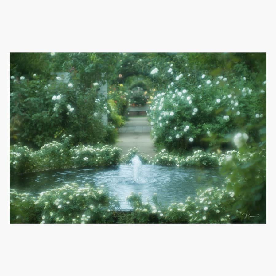 花澄のインスタグラム：「あらまあタンバール！ ファンタジックな写り！ 中之条ガーデンズは ちょっと見るだけではもったいないくらい 広大でステキな庭だった。 ちょうどバラがたくさん咲いていて ついつい花の中に顔をうずめてしまった。 ビエンナーレ巡りをするから 入り口まわりしか見られなかったので またここだけ目指して来たいなと思った。  Leica M10-P thambar 90mm f2.2  #leica#leicam10p#thambar90mm#thambar#oldlens#オールドレンズ#tokyo#japan#oldlens_tokyo#花澄#kazumiphotography」
