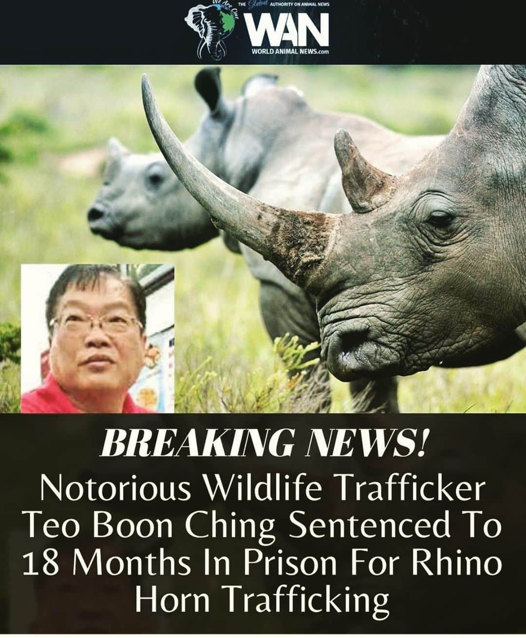 ポール・ブラックソーンのインスタグラム：「Considering how much money this disgusting man has no doubt made out of the illegal #wildlifetrade he’d probably take 18 months in a heartbeat wouldn’t he? Something’s not quite right with that.  For more details head over to @worldanimalnews_ and @jklamlam and of course my good friends @savetherhinointernational !! In the meantime #KeepRhinosHorny and #PoachEggsNotElephants !!!」