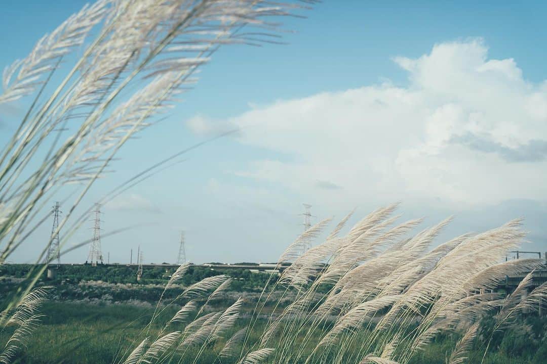 李翔さんのインスタグラム写真 - (李翔Instagram)「秋分後，芒草就開始佈滿河床與提防 在正式進入秋天前的時分 我最喜歡這個節氣有點儀式感 看看芒草，讓很熱的大太陽曬曬 補充點過冬的能量 雖然你們可能會覺得有點早 但是這一年一會對我很重要 ⁡ ⁡ Lens:  #SEL50F14GM #SEL70200G ⁡ #SonyAlpha #SonyA7C  #Bealpha #compact @sonytaiwan  @sonyalpha」9月30日 21時18分 - rookie030