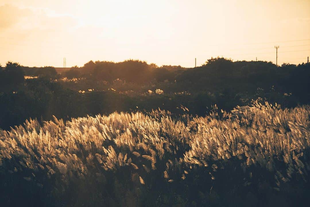 李翔さんのインスタグラム写真 - (李翔Instagram)「秋分後，芒草就開始佈滿河床與提防 在正式進入秋天前的時分 我最喜歡這個節氣有點儀式感 看看芒草，讓很熱的大太陽曬曬 補充點過冬的能量 雖然你們可能會覺得有點早 但是這一年一會對我很重要 ⁡ ⁡ Lens:  #SEL50F14GM #SEL70200G ⁡ #SonyAlpha #SonyA7C  #Bealpha #compact @sonytaiwan  @sonyalpha」9月30日 21時18分 - rookie030