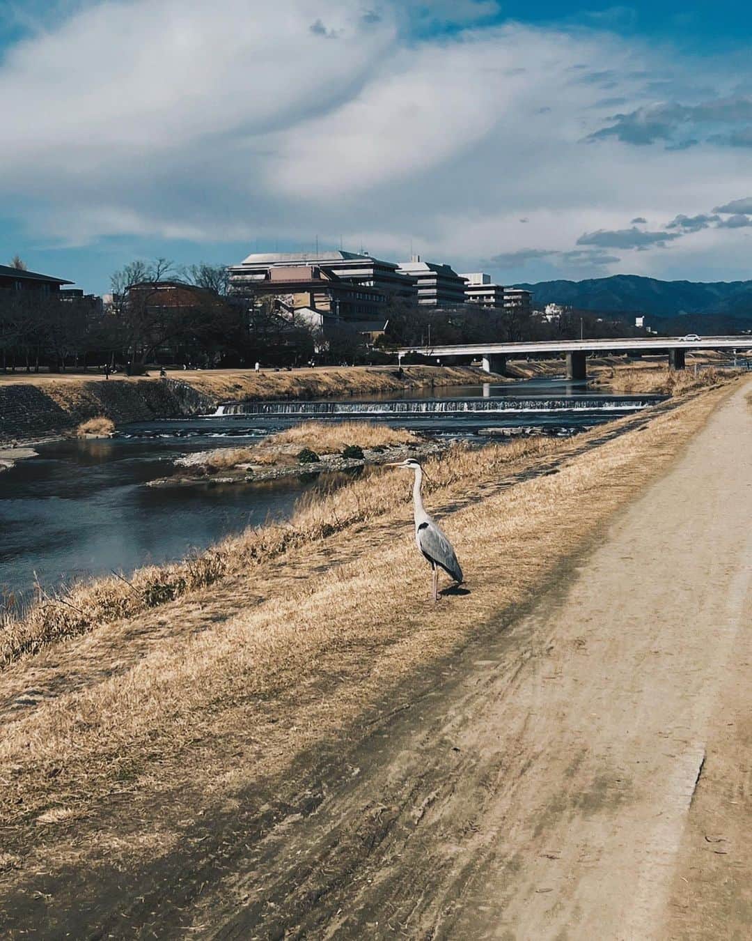 のインスタグラム：「何を想っているのだい？  #鳥」
