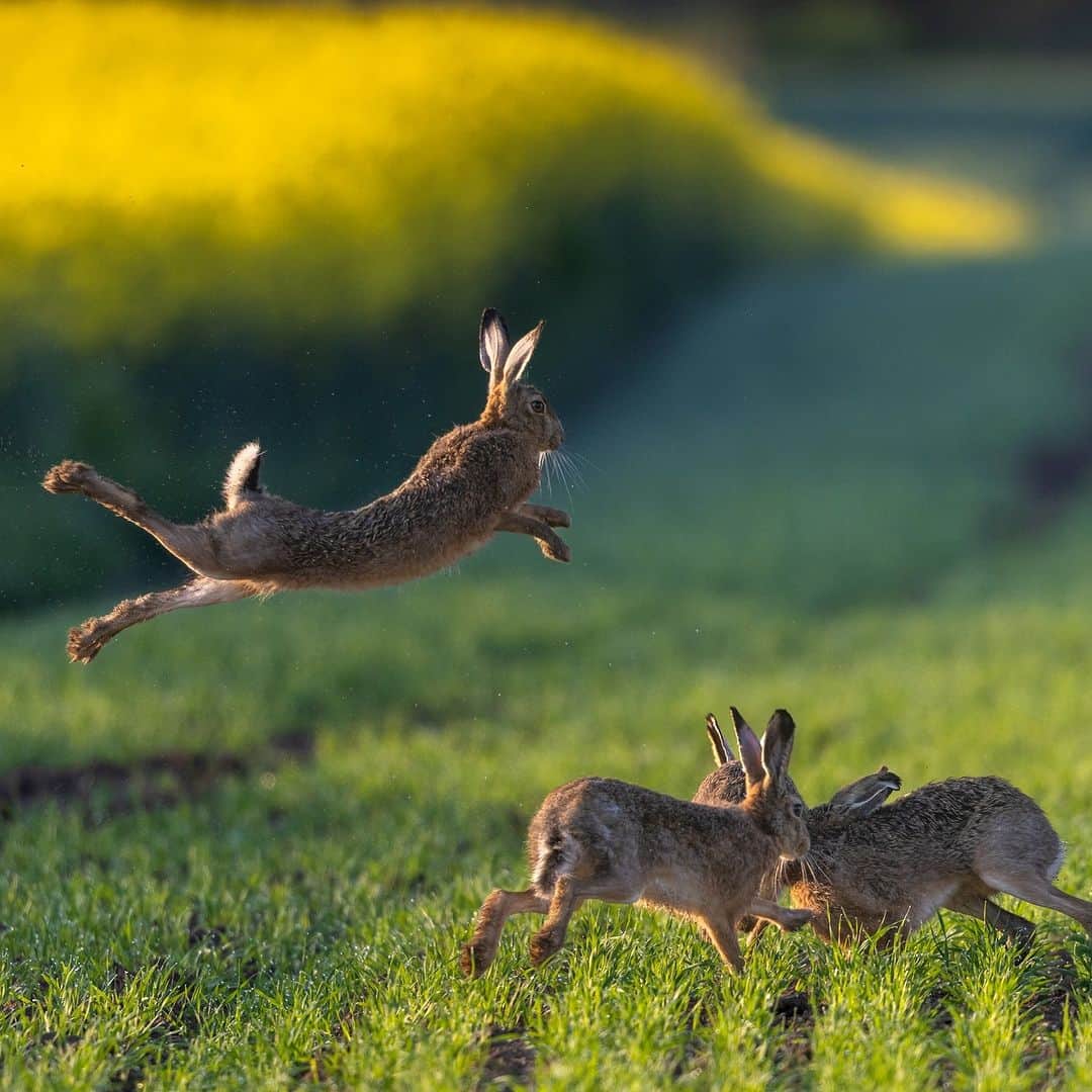 アニマルプラネットのインスタグラム：「Happy #InternationalRabbitDay! These European hares are already in the spirit. 🐇🎉  #animals #nature」